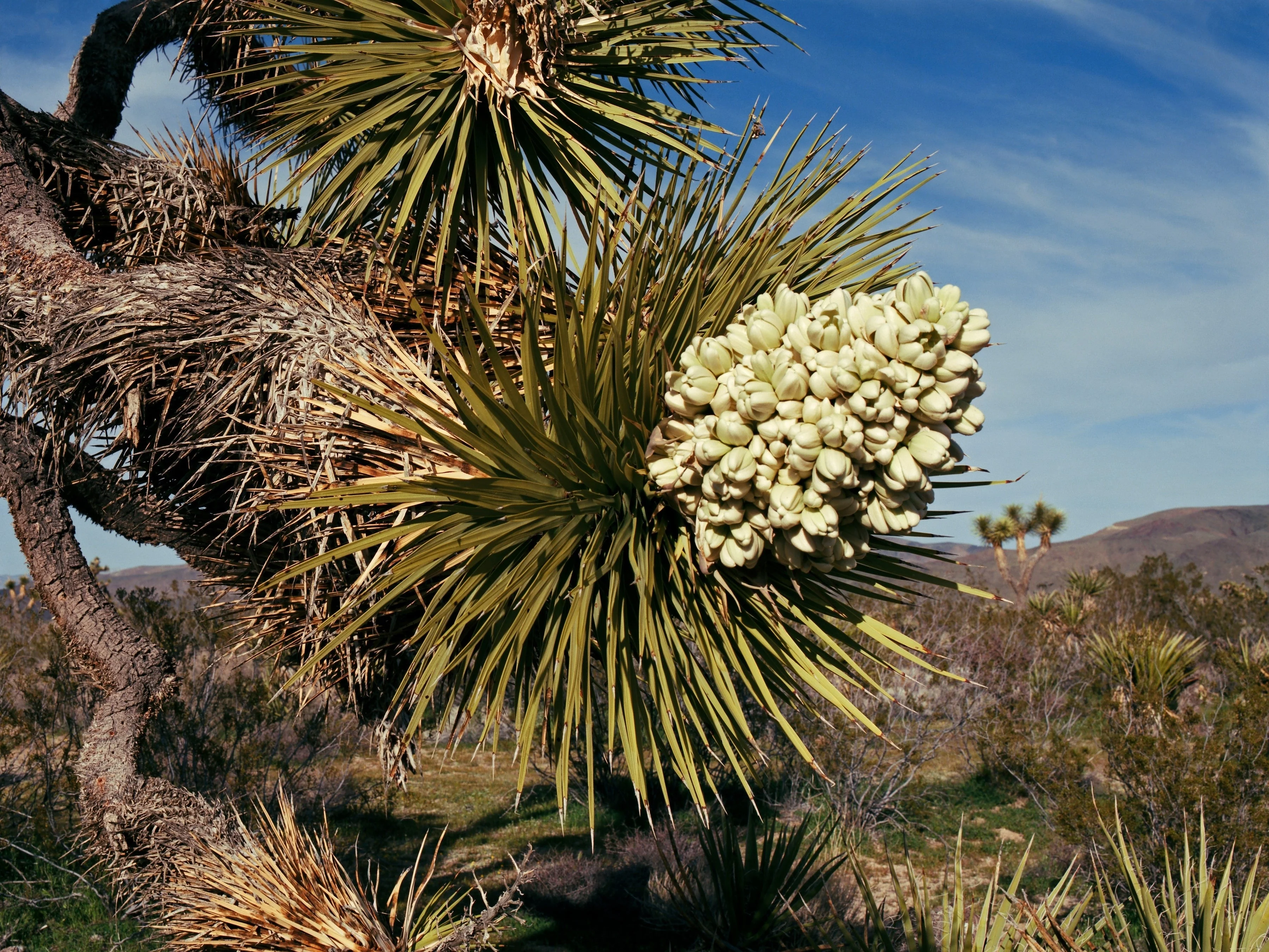 5 JOSHUA TREE Palm Tree Yucca Brevifolia White Flowers Cactus Succulent Seeds - Image 12