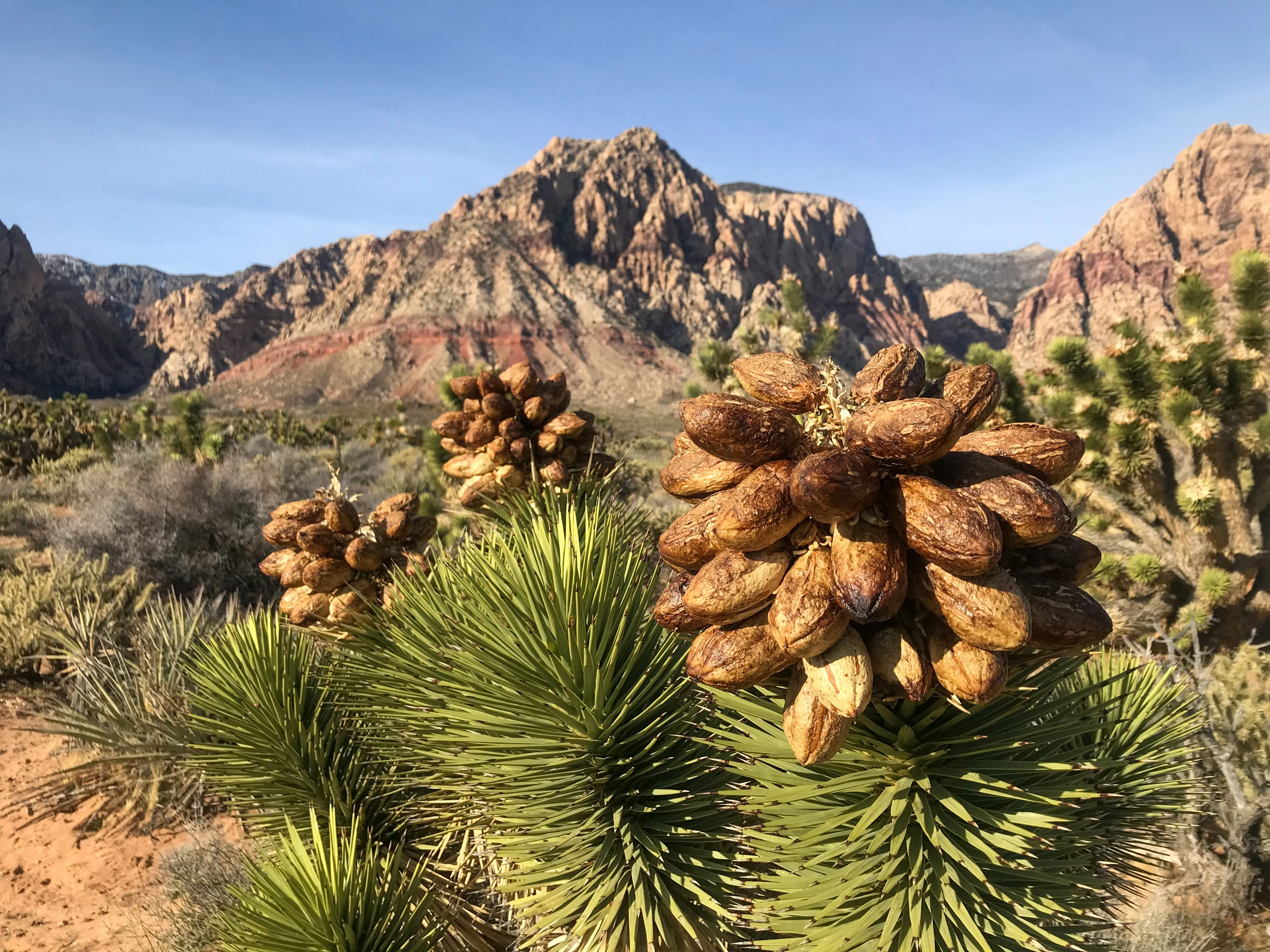 5 JOSHUA TREE Palm Tree Yucca Brevifolia White Flowers Cactus Succulent Seeds - Image 13