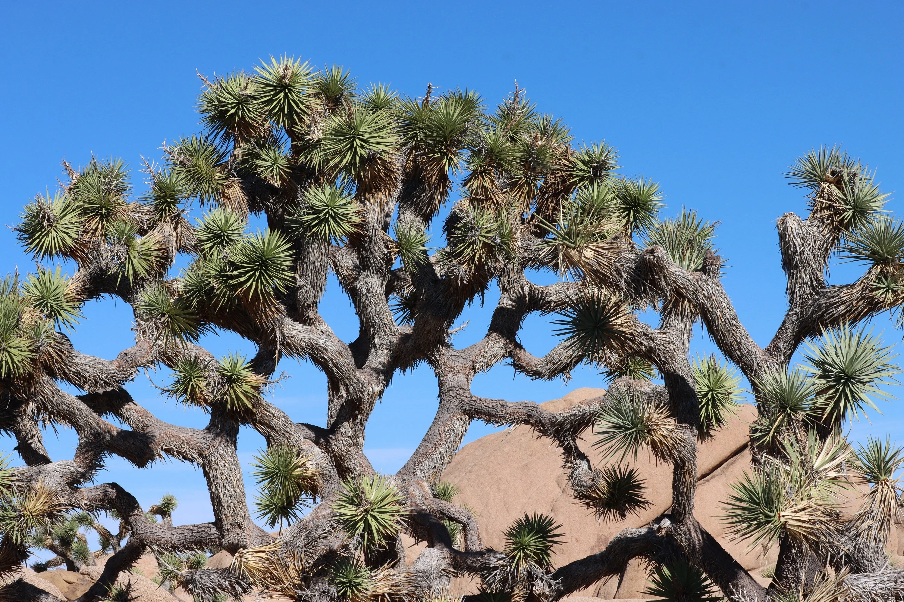 5 JOSHUA TREE Palm Tree Yucca Brevifolia White Flowers Cactus Succulent Seeds - Image 2
