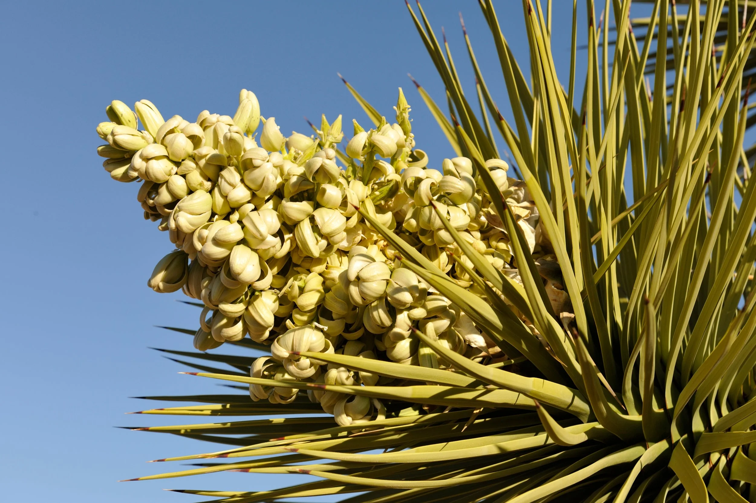 5 JOSHUA TREE Palm Tree Yucca Brevifolia White Flowers Cactus Succulent Seeds - Image 3
