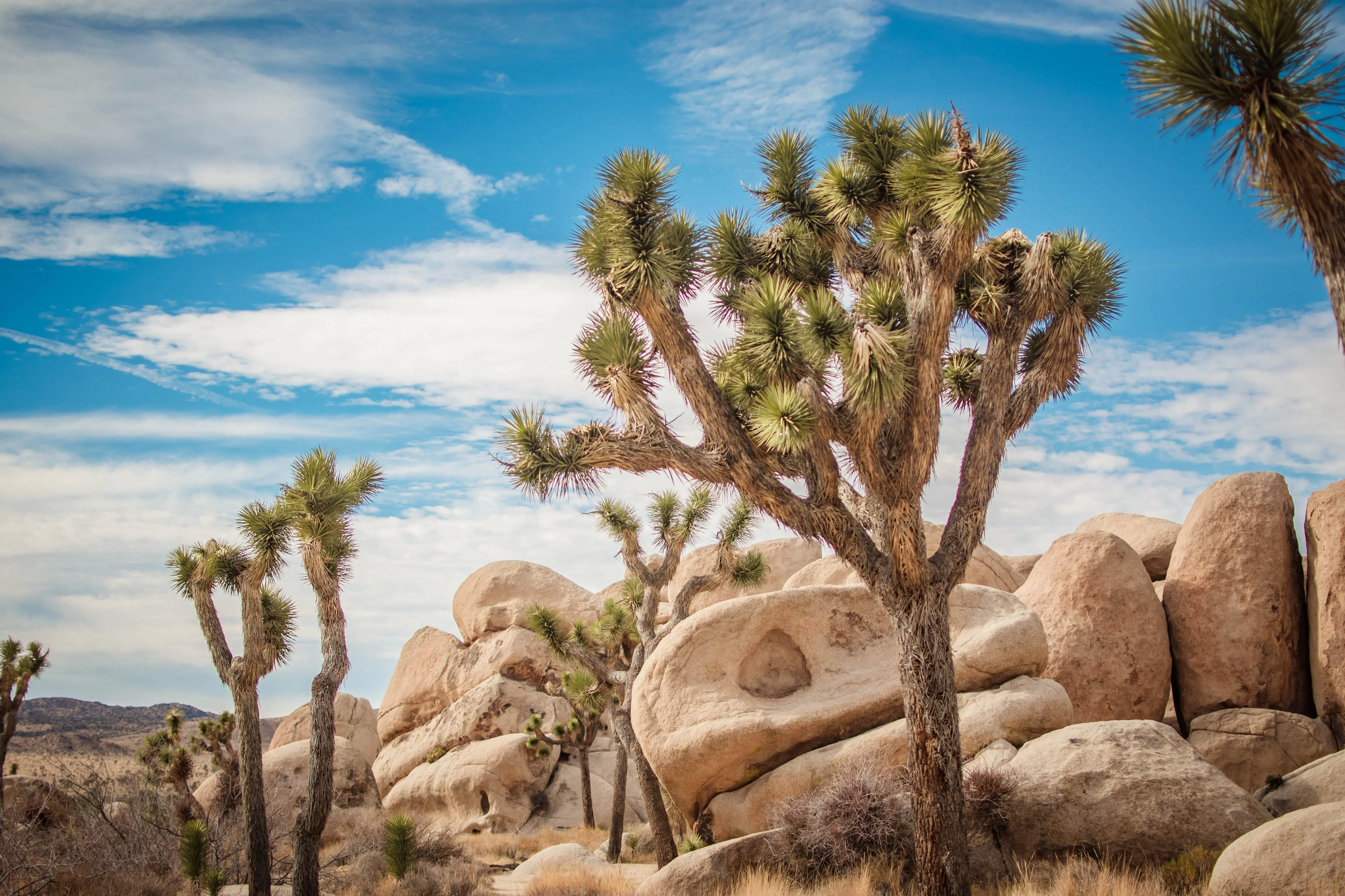 5 JOSHUA TREE Palm Tree Yucca Brevifolia White Flowers Cactus Succulent Seeds - Image 4