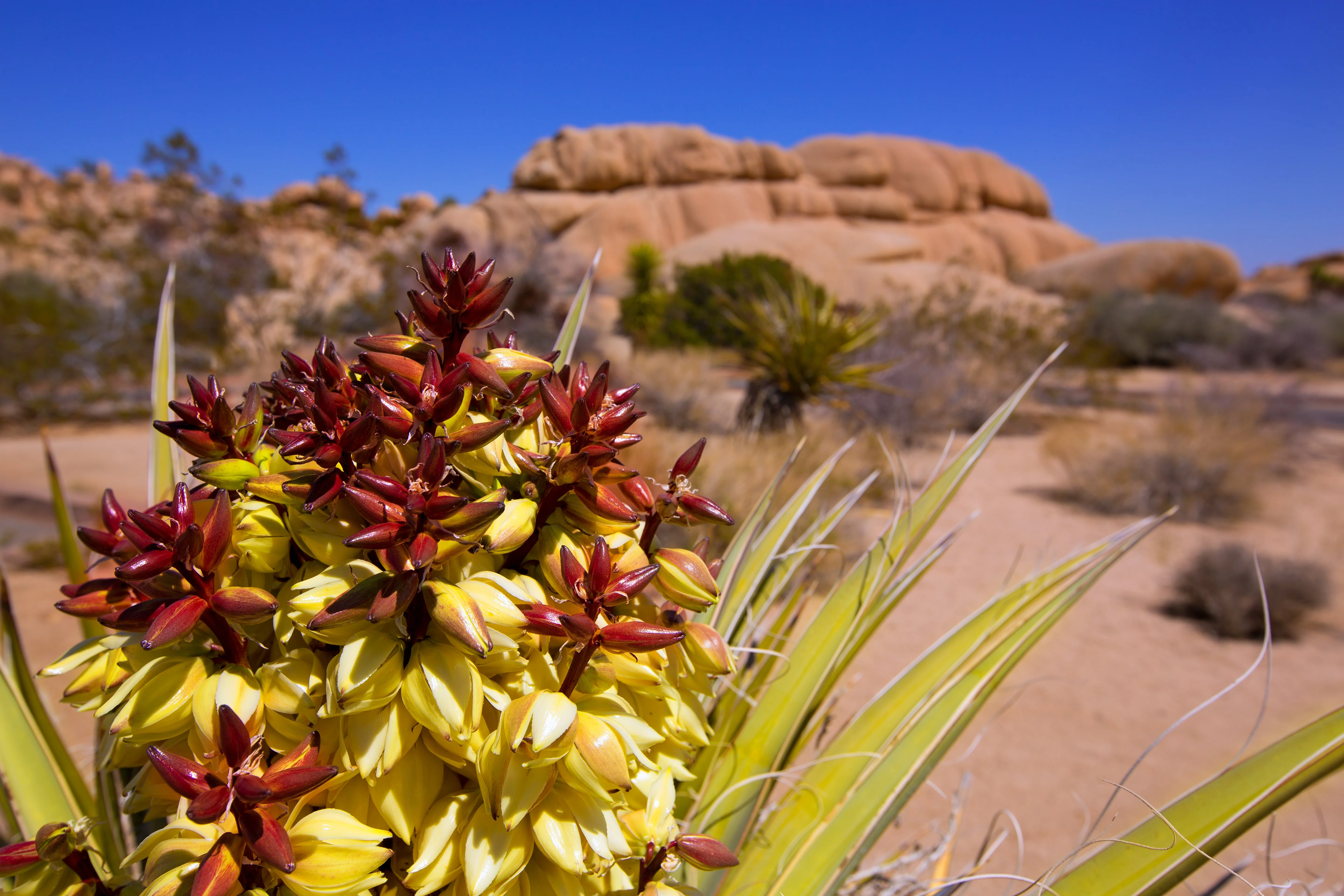 5 JOSHUA TREE Palm Tree Yucca Brevifolia White Flowers Cactus Succulent Seeds - Image 5