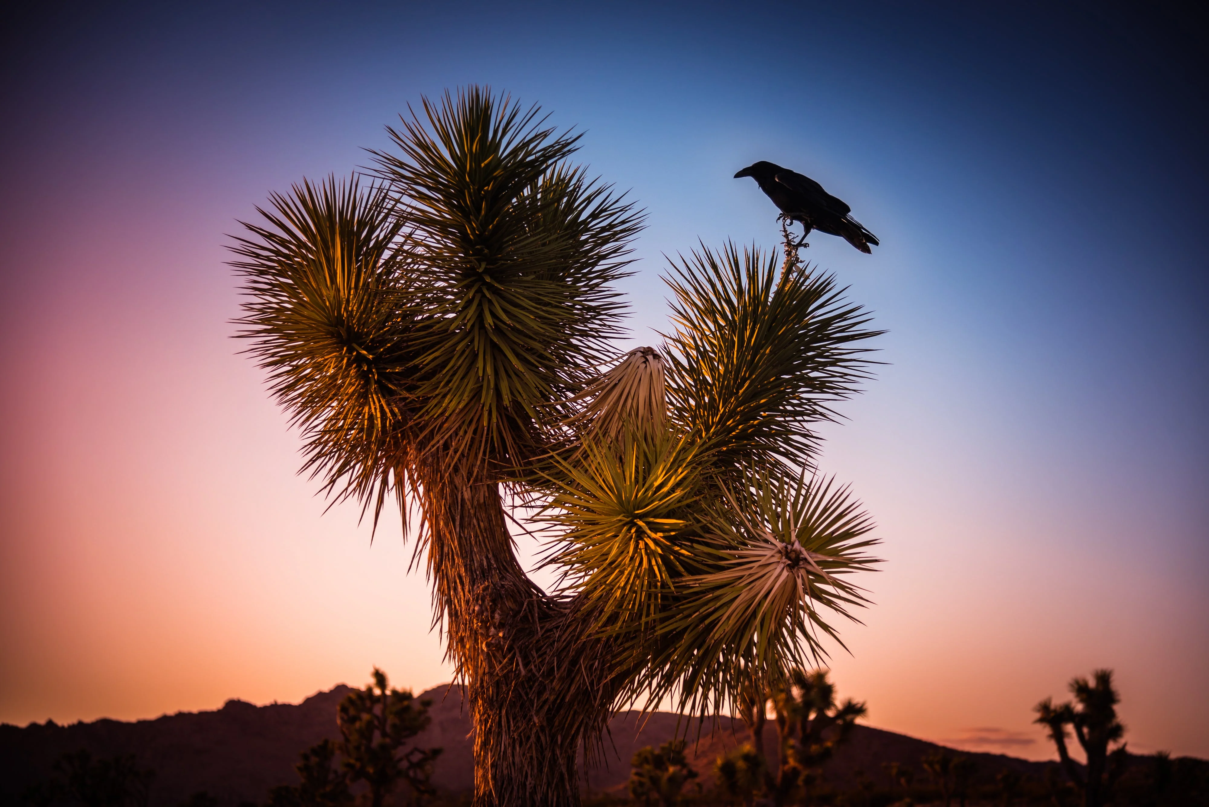 5 JOSHUA TREE Palm Tree Yucca Brevifolia White Flowers Cactus Succulent Seeds - Image 6