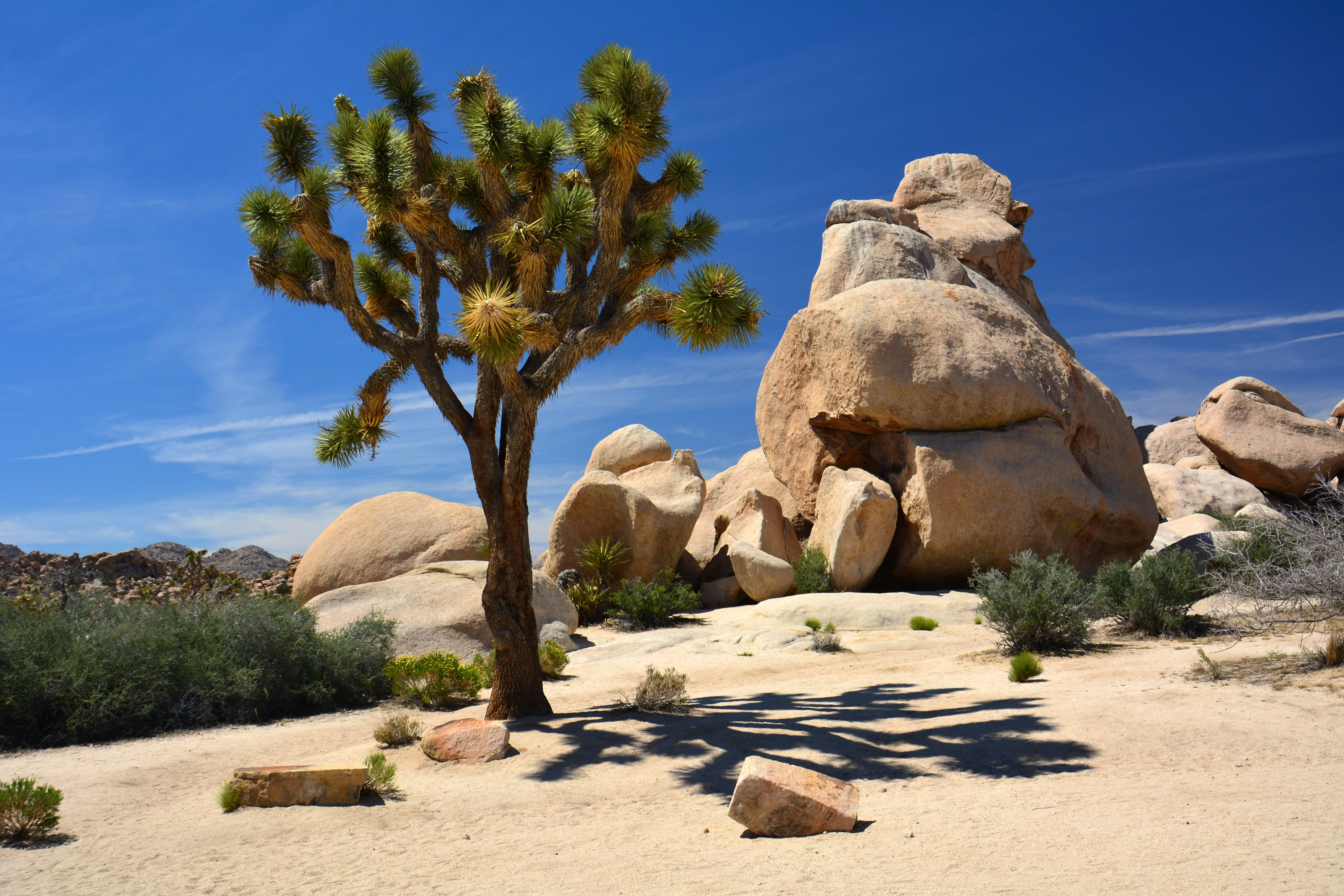 5 JOSHUA TREE Palm Tree Yucca Brevifolia White Flowers Cactus Succulent Seeds - Image 7