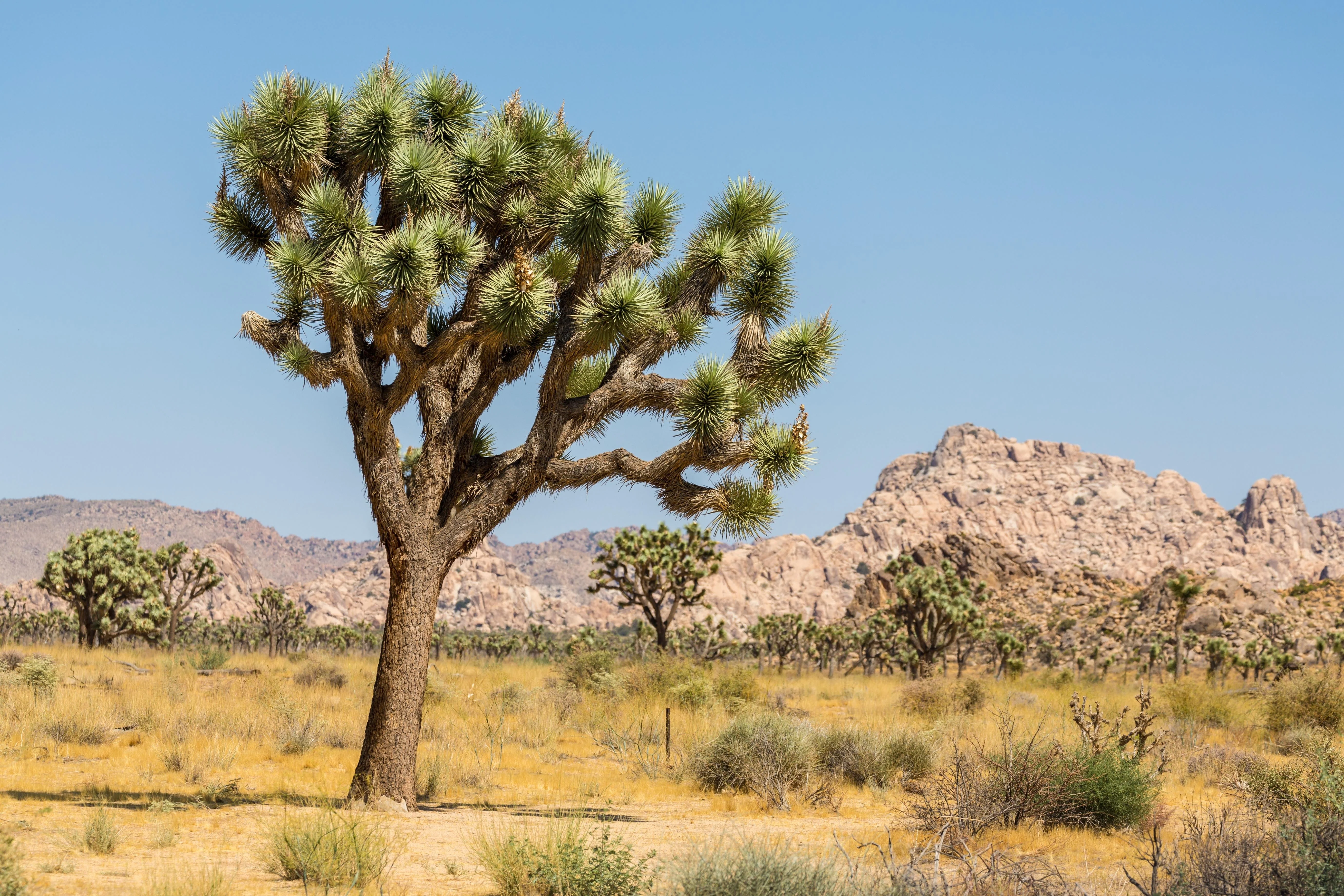 5 JOSHUA TREE Palm Tree Yucca Brevifolia White Flowers Cactus Succulent Seeds - Image 8