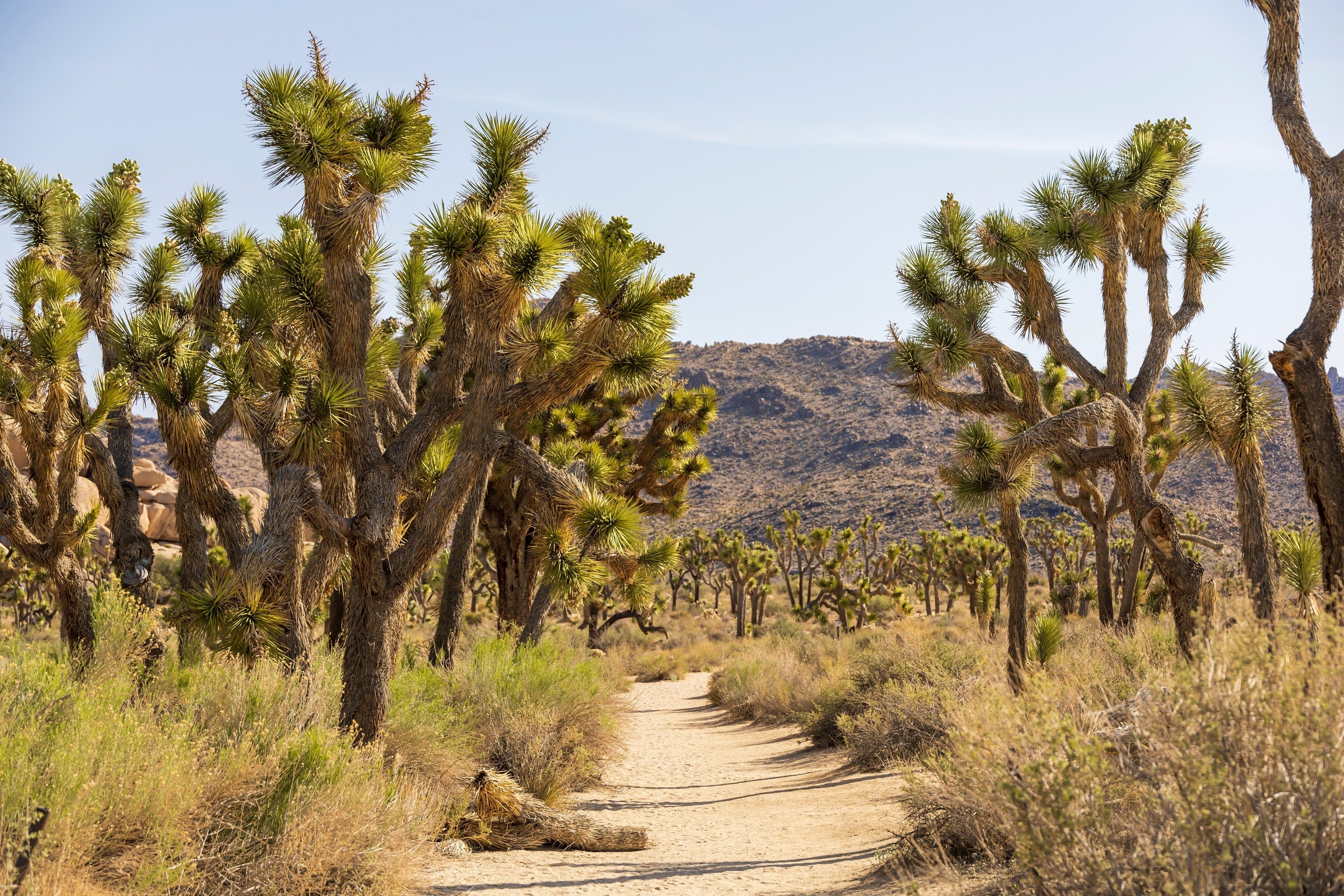 5 JOSHUA TREE Palm Tree Yucca Brevifolia White Flowers Cactus Succulent Seeds - Image 9