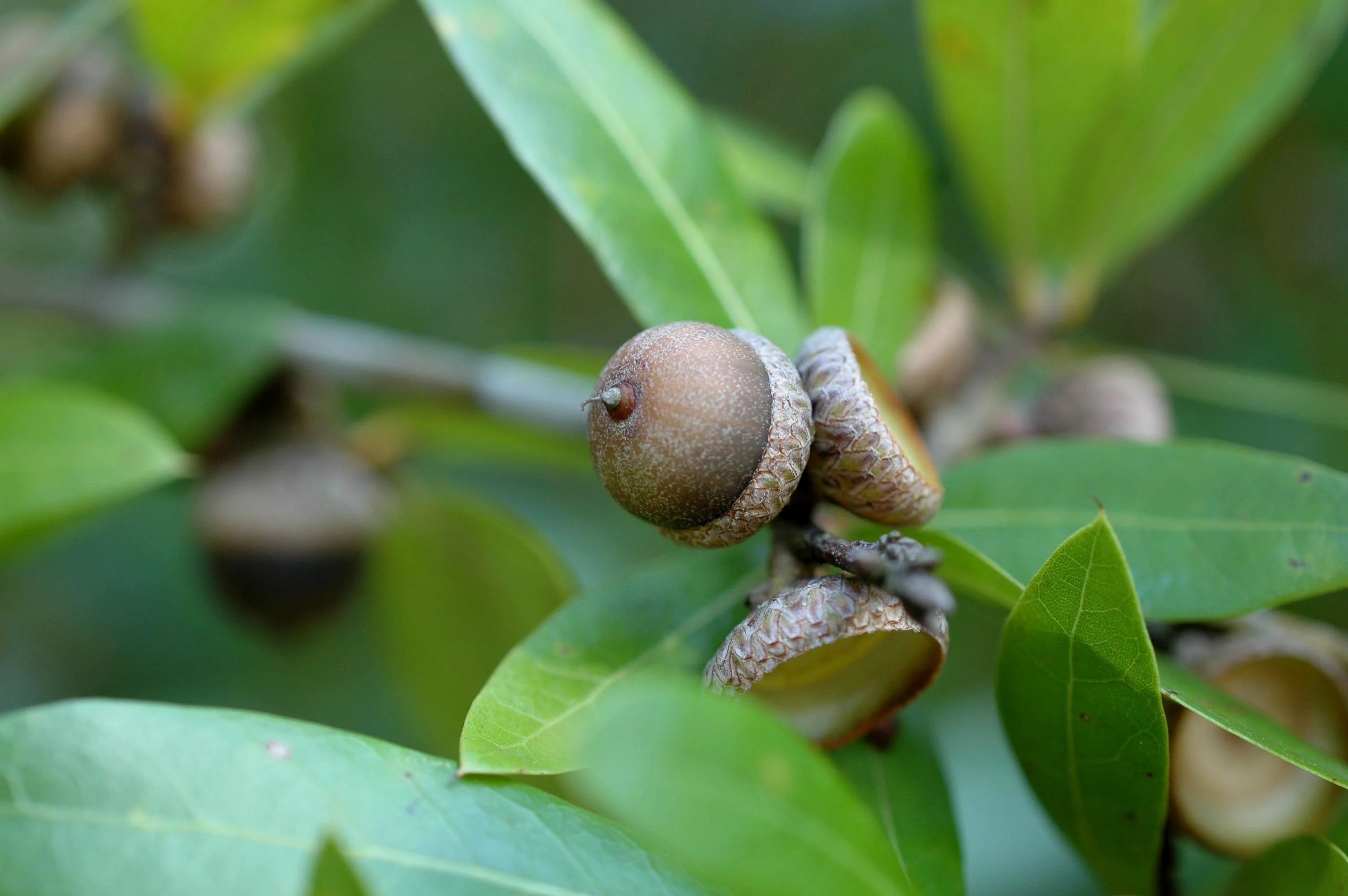 5 LAUREL OAK TREE Quercus Hemisphaerica Native aka Darlington Coastal & Sand Laurel Oak Seeds - Image 2