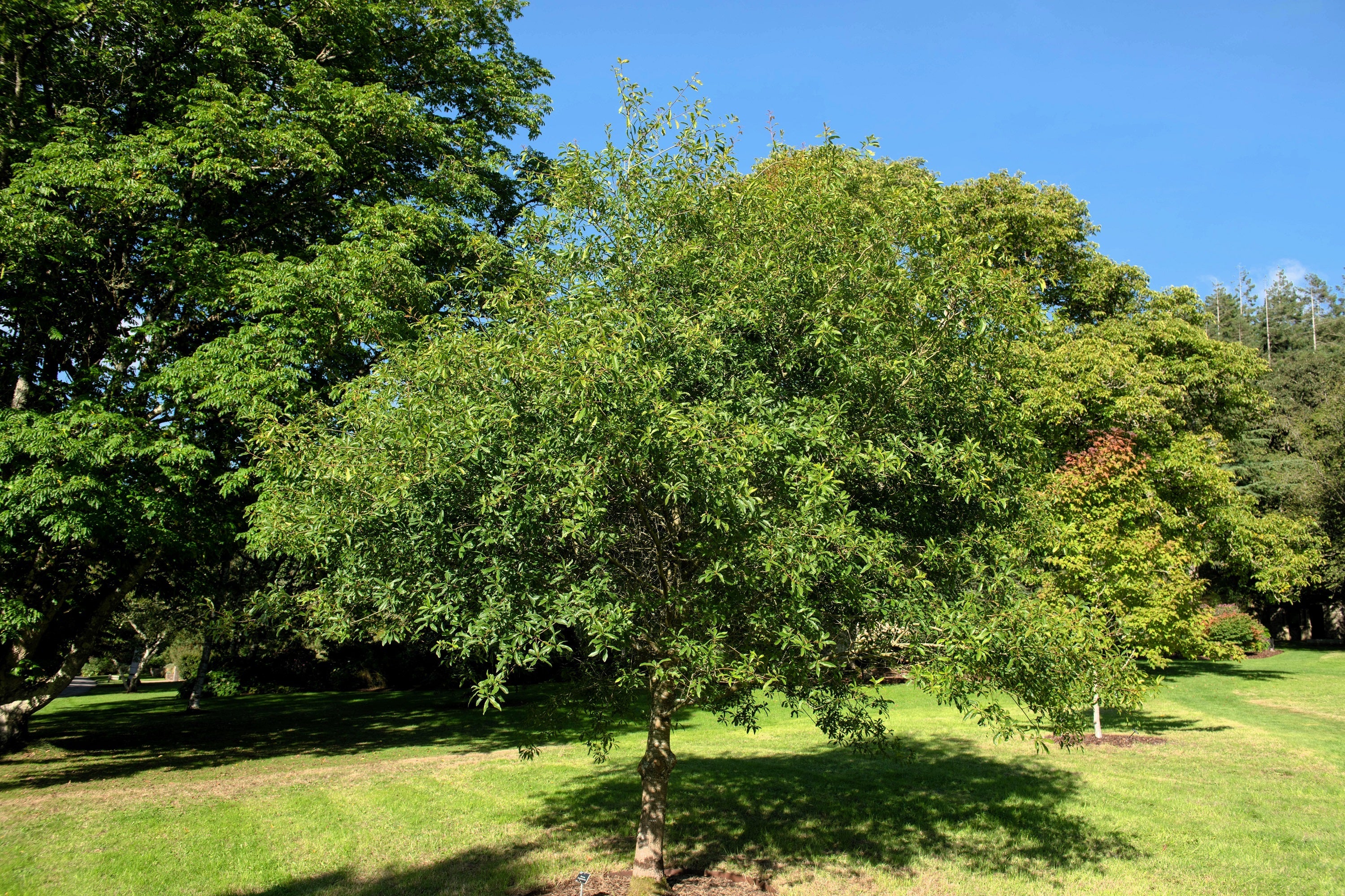 5 LAUREL OAK TREE Quercus Hemisphaerica Native aka Darlington Coastal & Sand Laurel Oak Seeds - Image 3