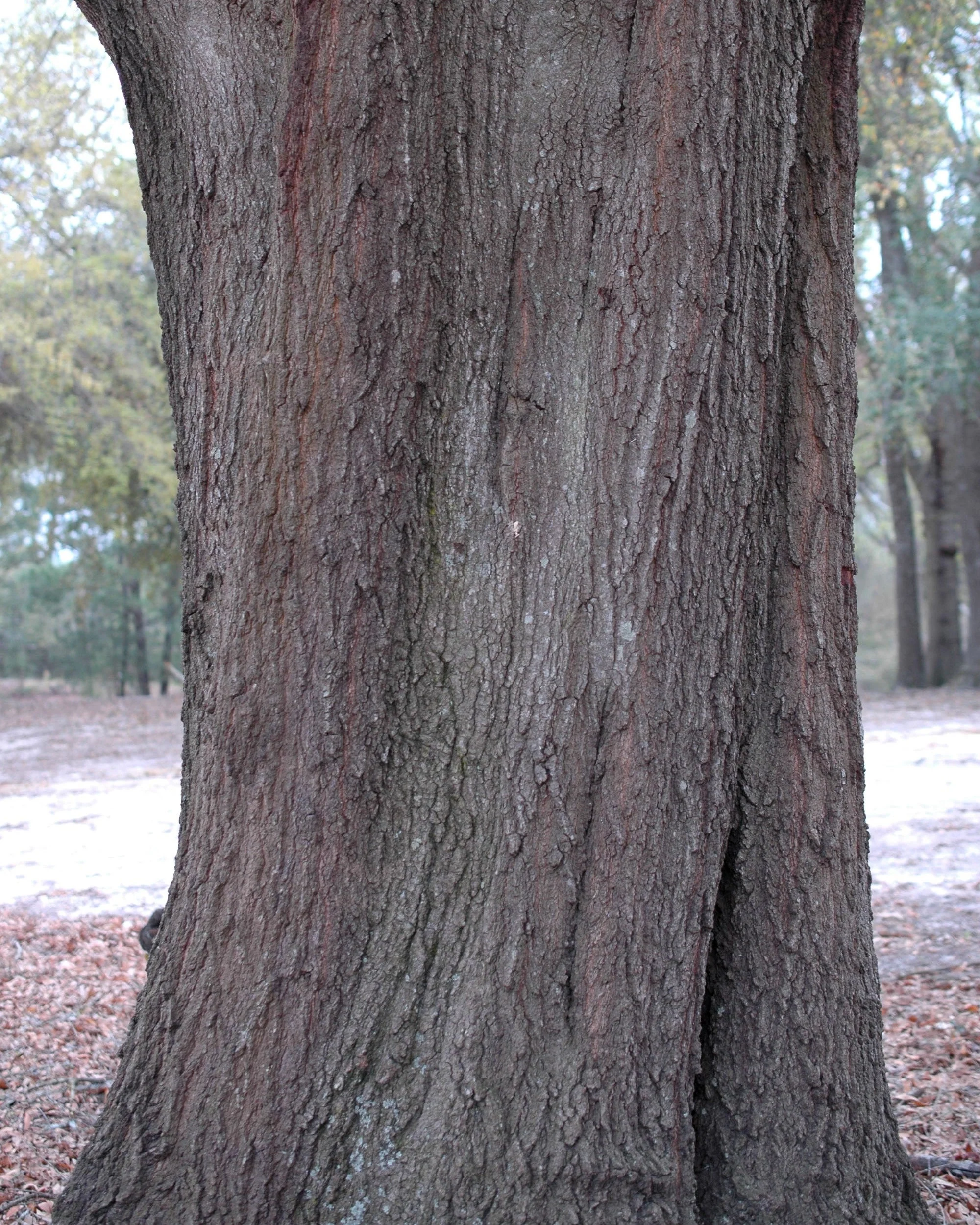 5 LAUREL OAK TREE Quercus Hemisphaerica Native aka Darlington Coastal & Sand Laurel Oak Seeds - Image 4