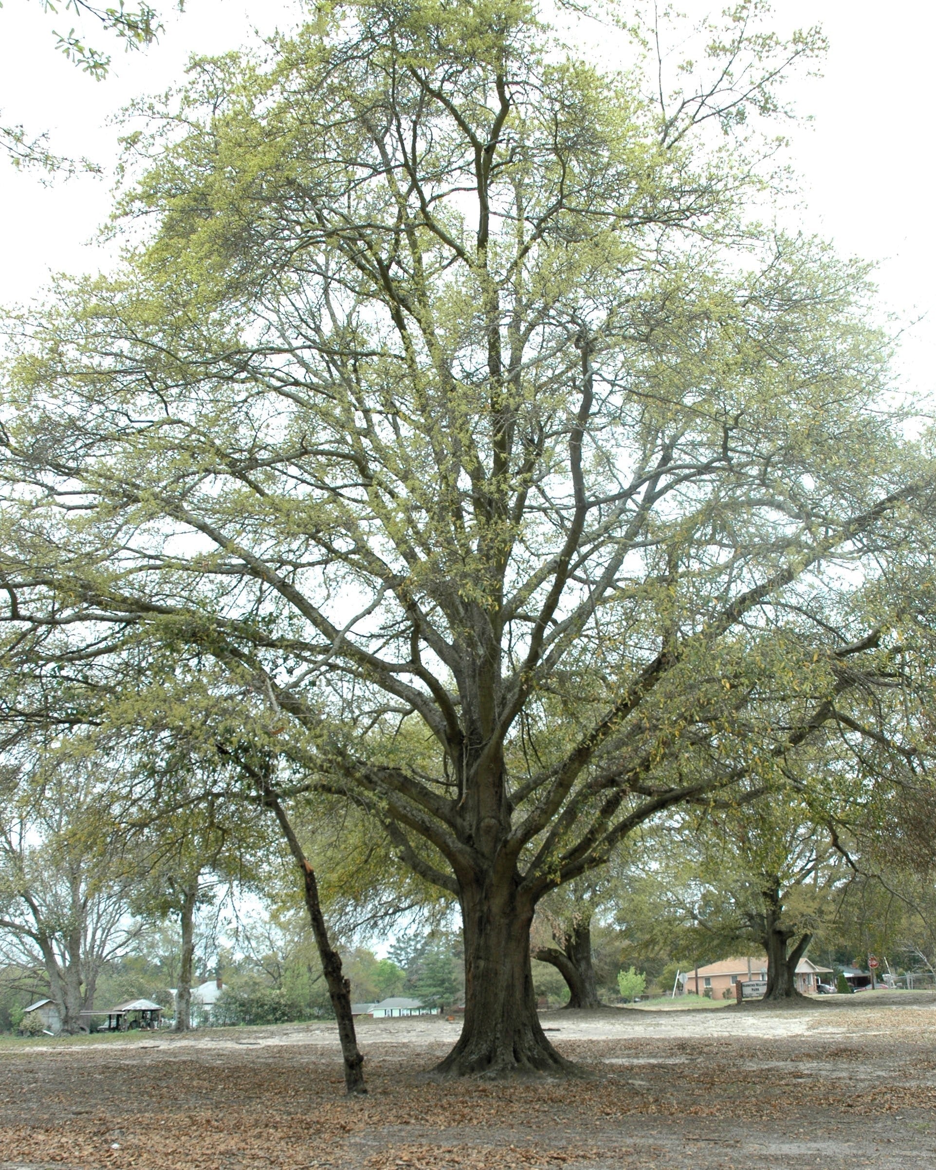 5 LAUREL OAK TREE Quercus Hemisphaerica Native aka Darlington Coastal & Sand Laurel Oak Seeds - Image 5
