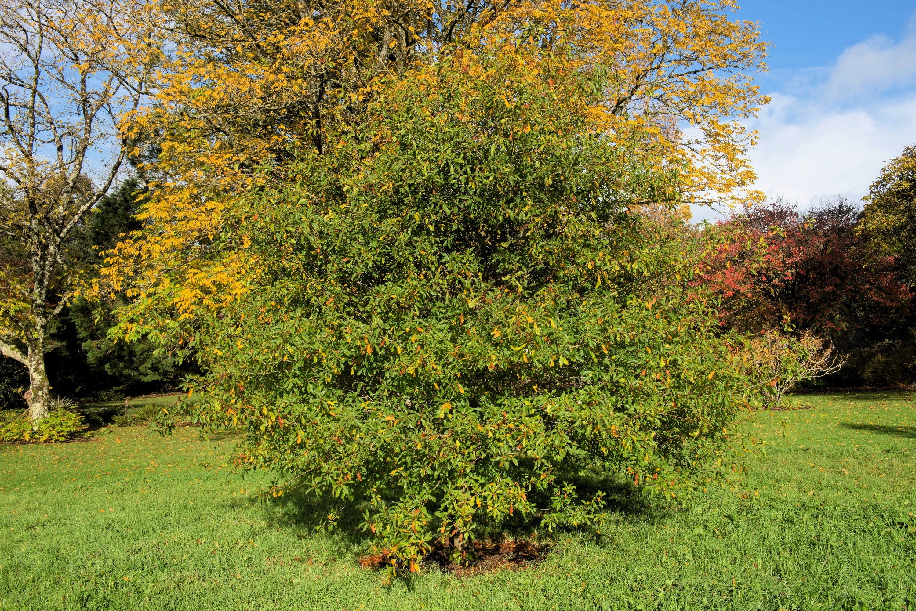 5 LAUREL OAK TREE Quercus Hemisphaerica Native aka Darlington Coastal & Sand Laurel Oak Seeds - Image 6