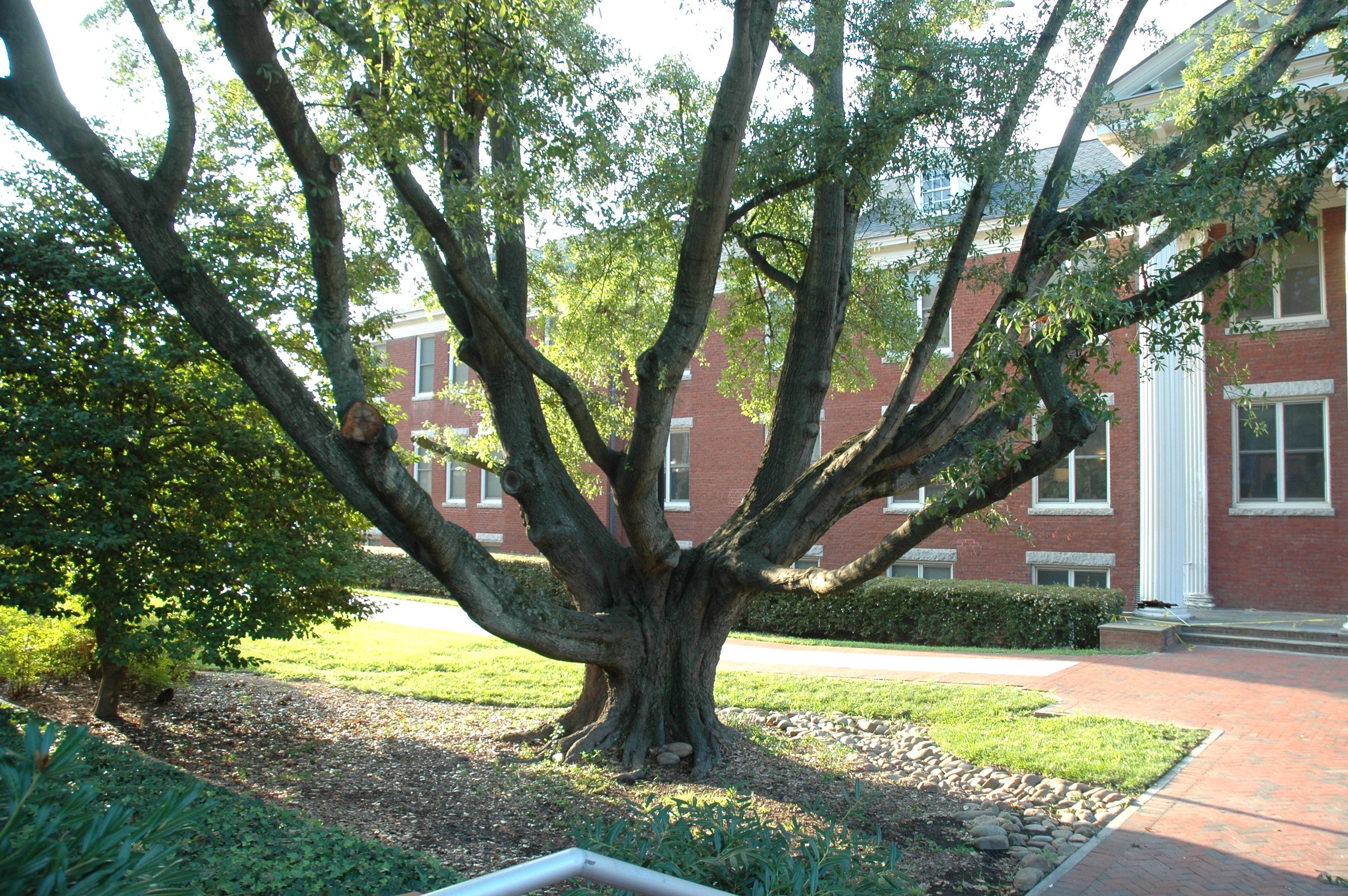 5 LAUREL OAK TREE Quercus Hemisphaerica Native aka Darlington Coastal & Sand Laurel Oak Seeds - Image 7