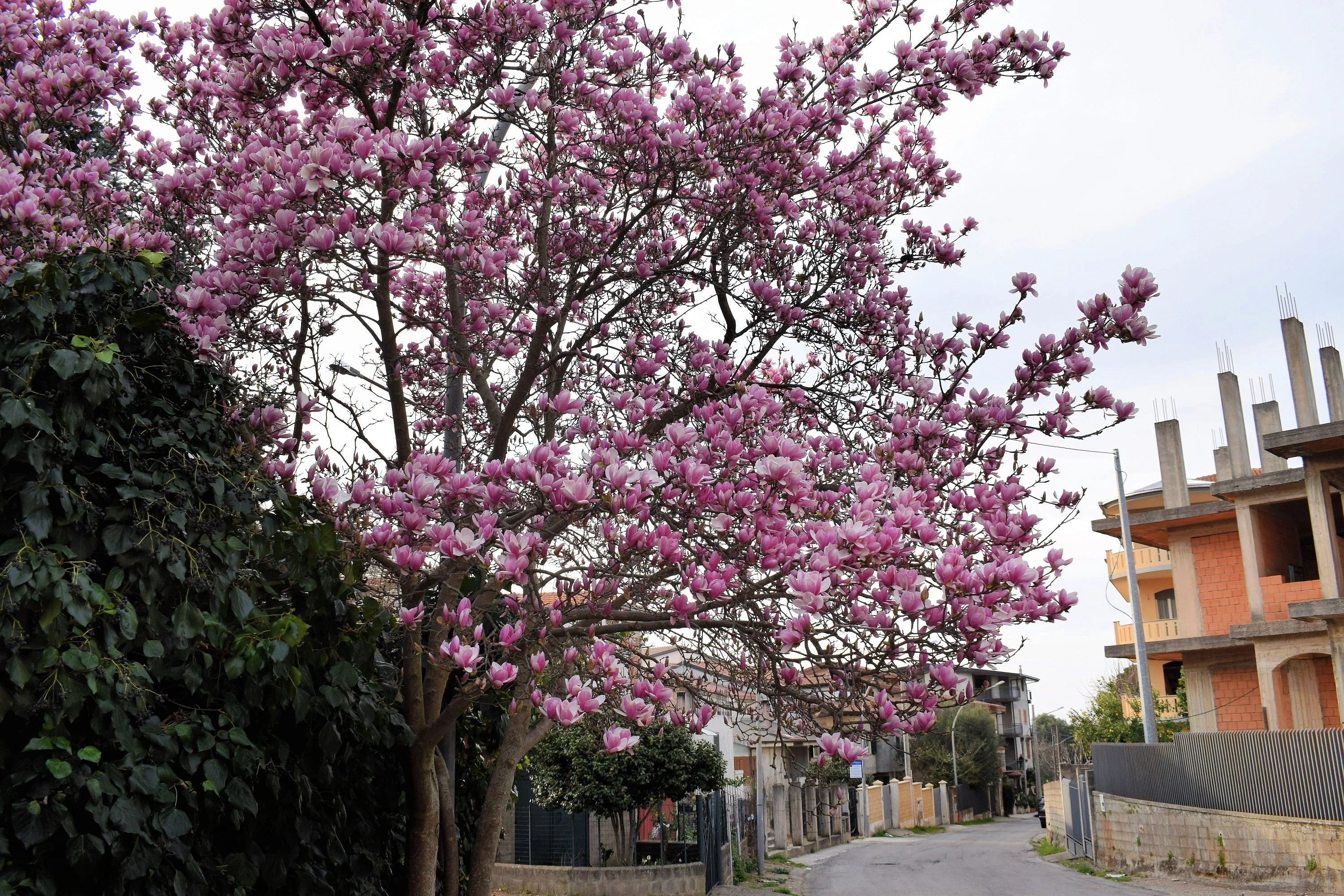5 LILY MAGNOLIA Flower TREE Pink & Purple Fragrant Tulip Magnol Liliiflora Seeds - Image 10