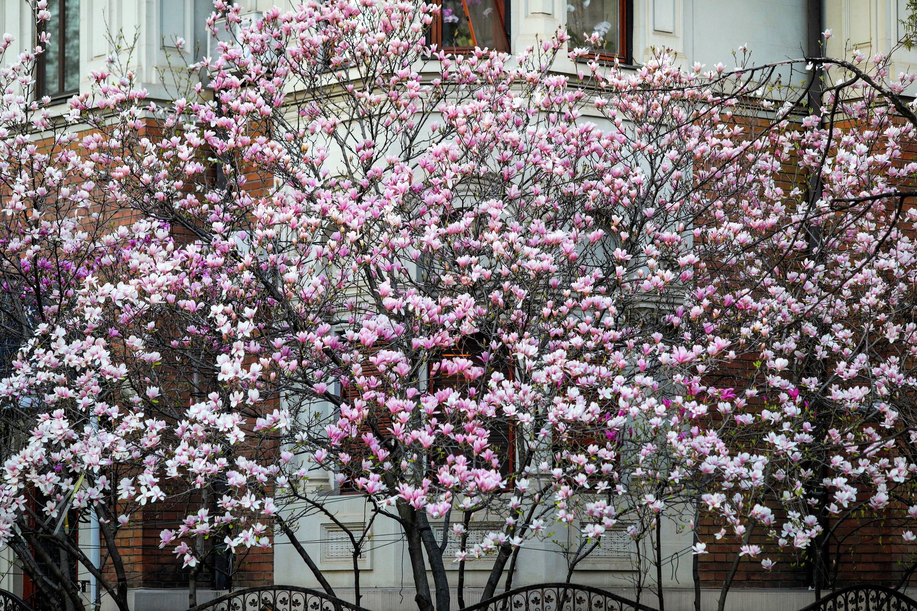 5 LILY MAGNOLIA Flower TREE Pink & Purple Fragrant Tulip Magnol Liliiflora Seeds - Image 11