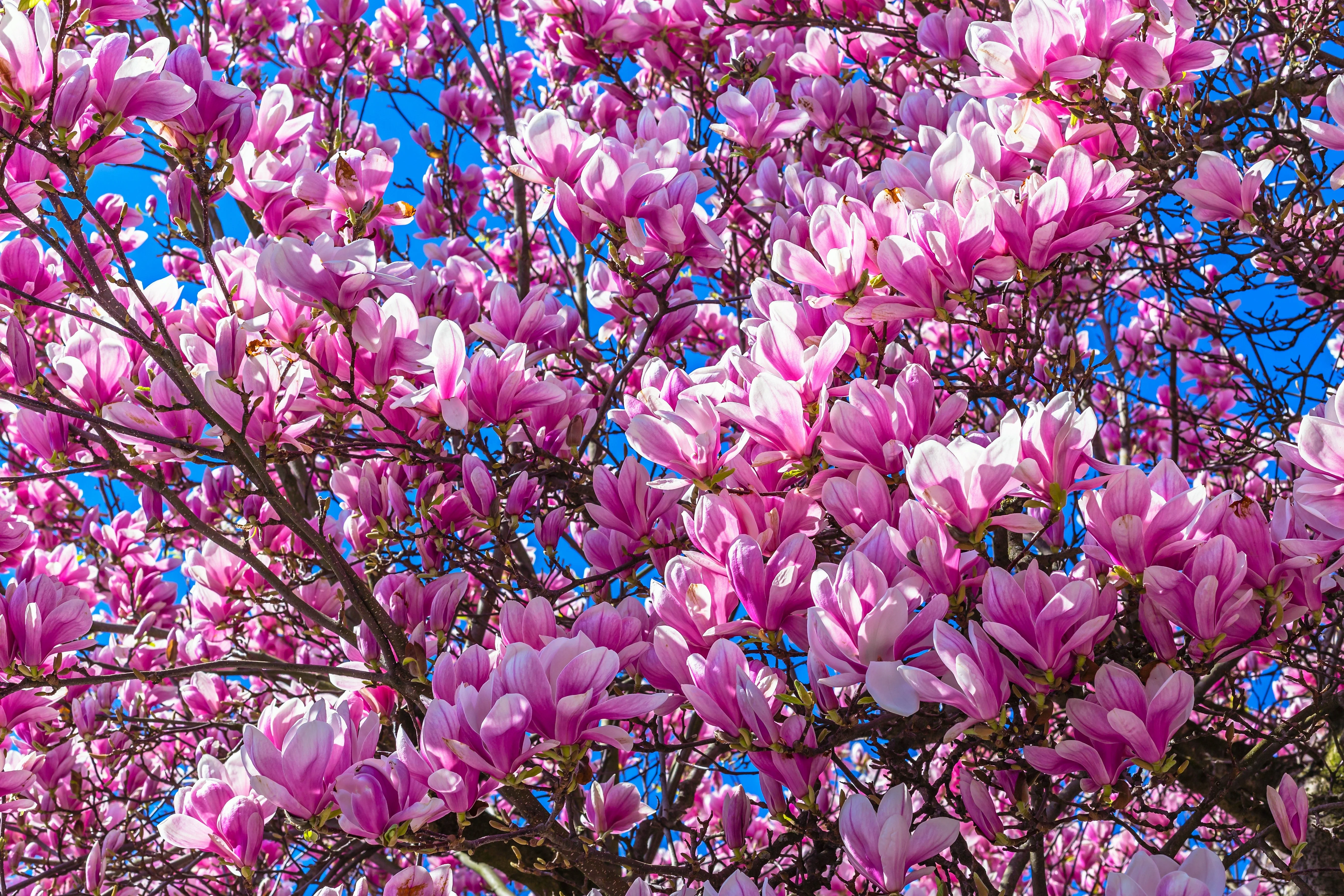 5 LILY MAGNOLIA Flower TREE Pink & Purple Fragrant Tulip Magnol Liliiflora Seeds - Image 2