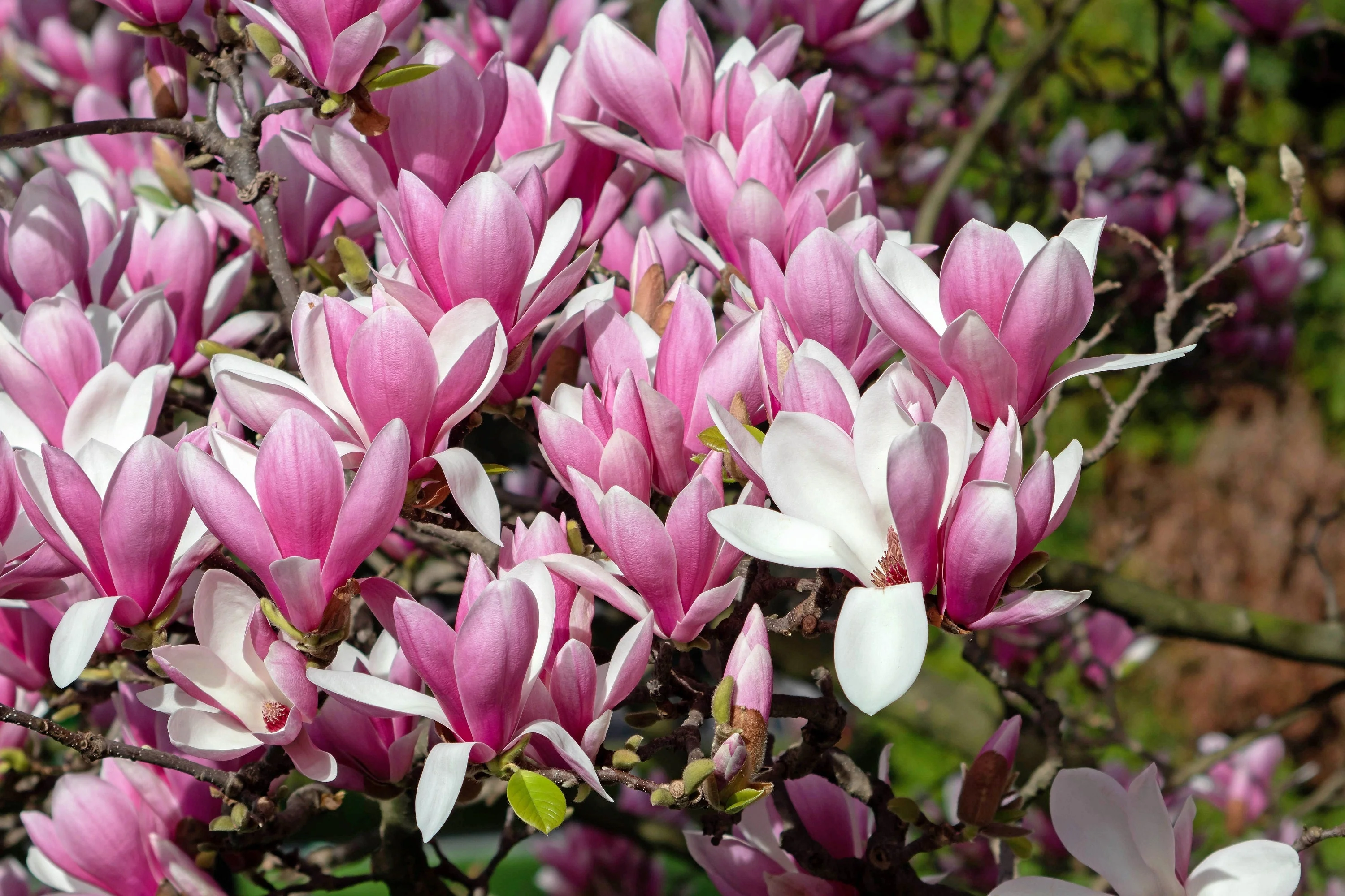 5 LILY MAGNOLIA Flower TREE Pink & Purple Fragrant Tulip Magnol Liliiflora Seeds - Image 3