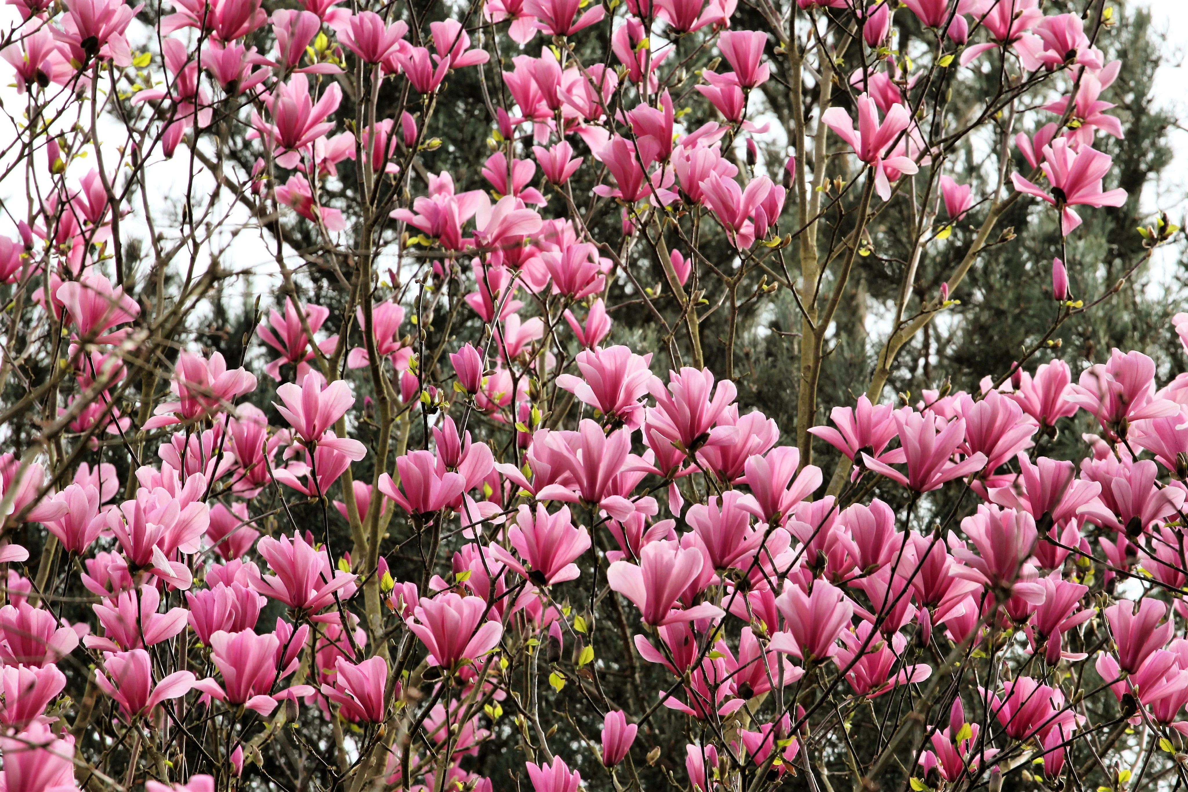 5 LILY MAGNOLIA Flower TREE Pink & Purple Fragrant Tulip Magnol Liliiflora Seeds - Image 4