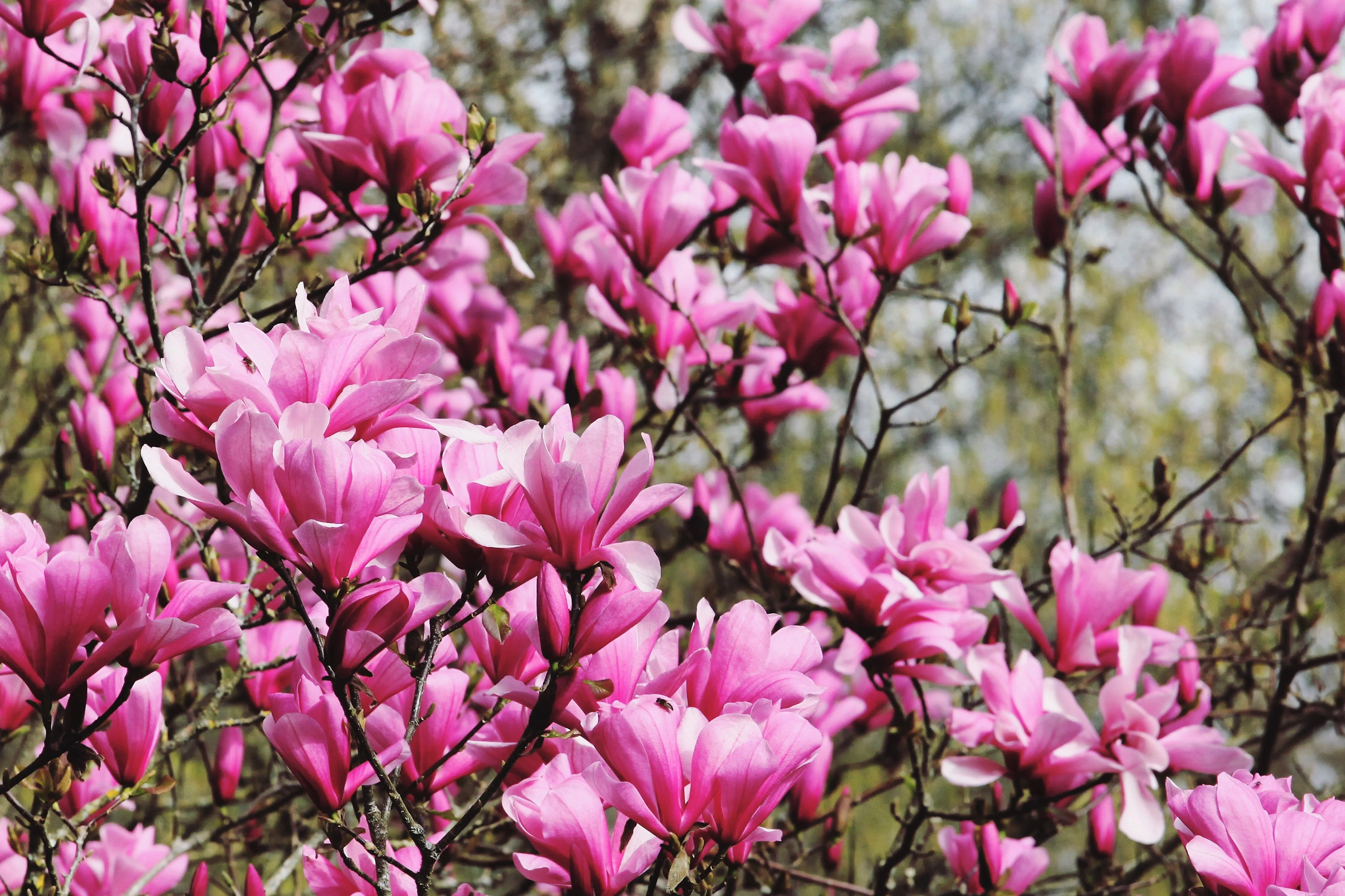 5 LILY MAGNOLIA Flower TREE Pink & Purple Fragrant Tulip Magnol Liliiflora Seeds - Image 5