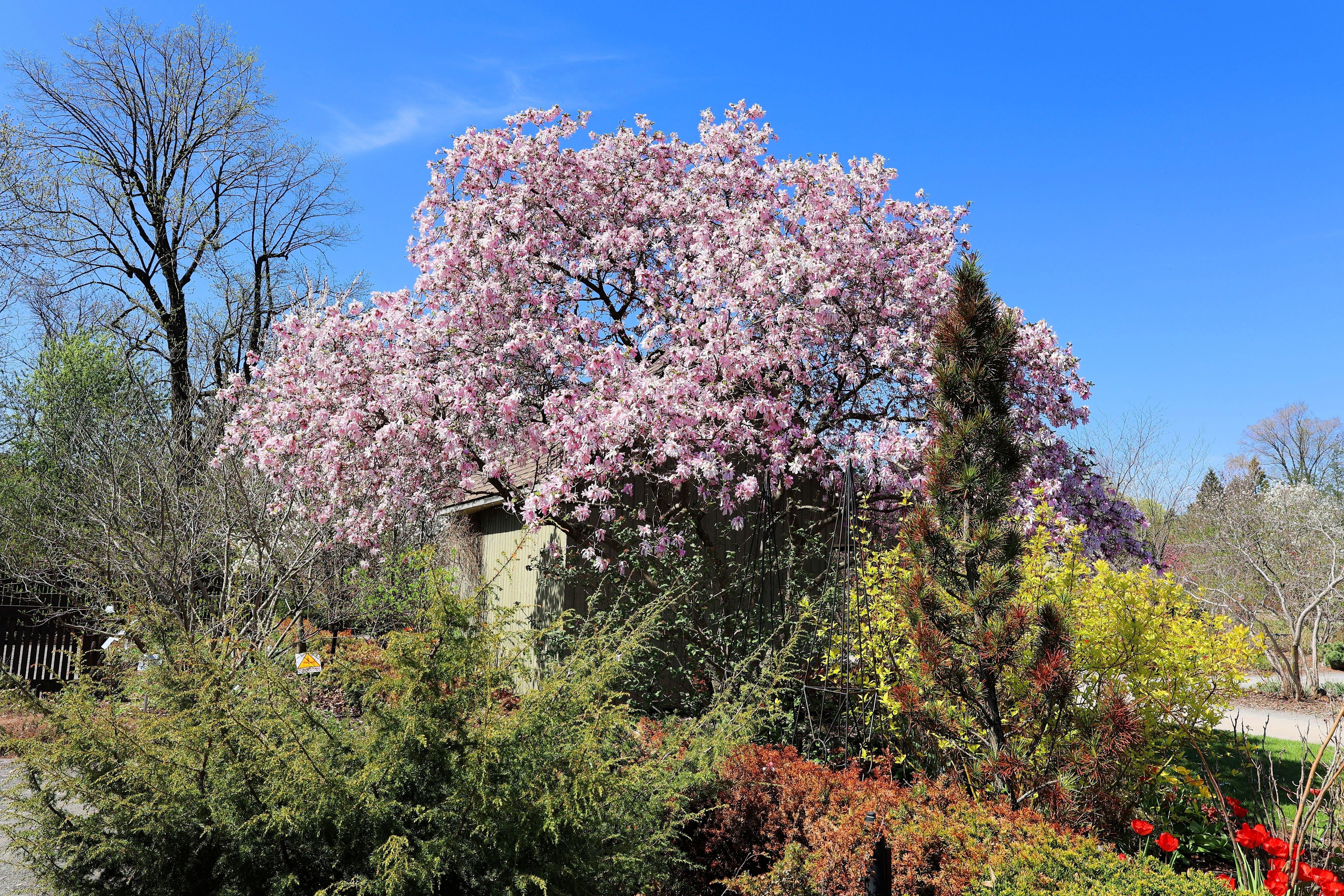 5 LILY MAGNOLIA Flower TREE Pink & Purple Fragrant Tulip Magnol Liliiflora Seeds - Image 6