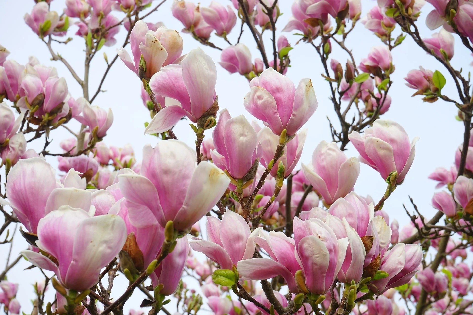 5 LILY MAGNOLIA Flower TREE Pink & Purple Fragrant Tulip Magnol Liliiflora Seeds - Image 7
