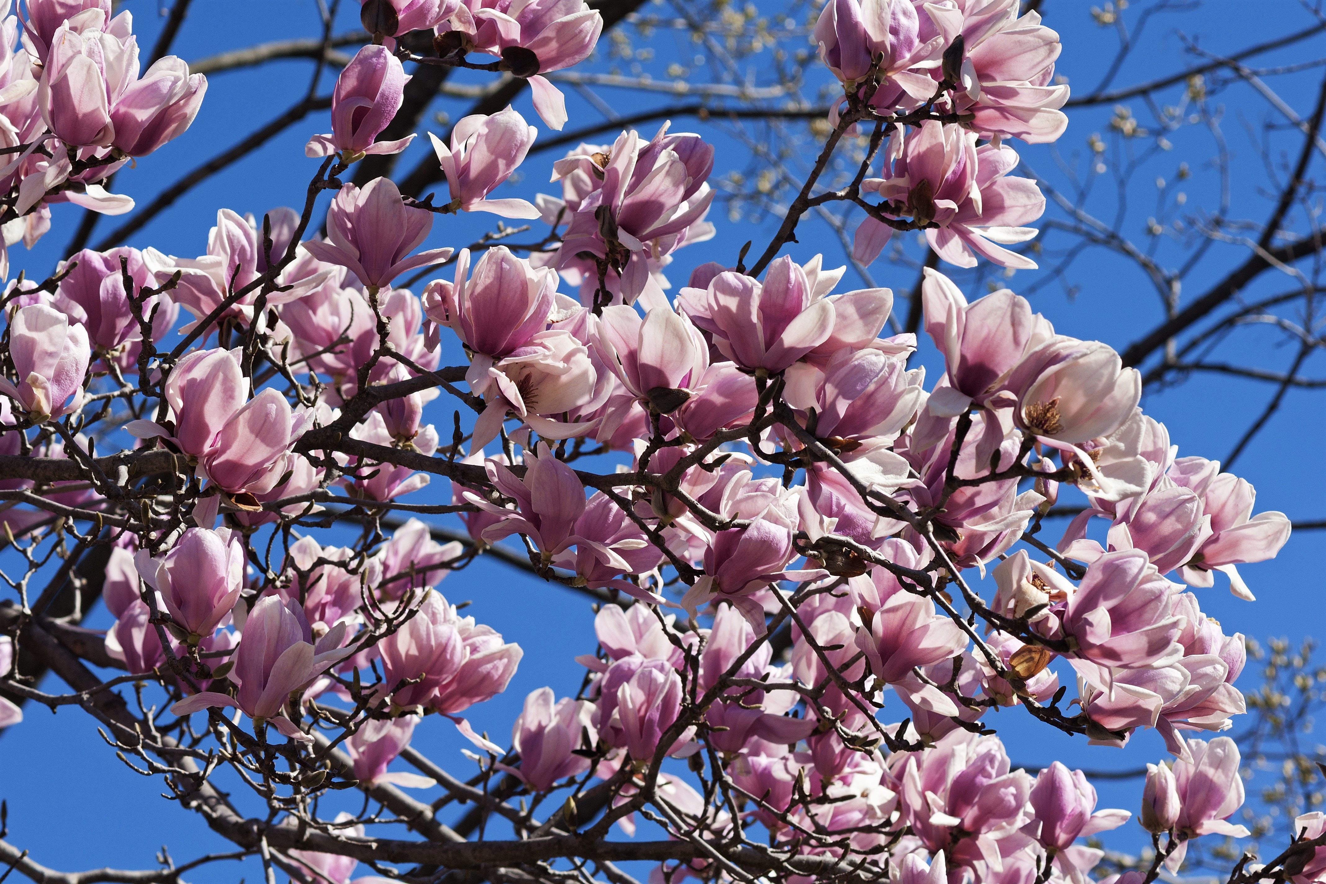 5 LILY MAGNOLIA Flower TREE Pink & Purple Fragrant Tulip Magnol Liliiflora Seeds - Image 8