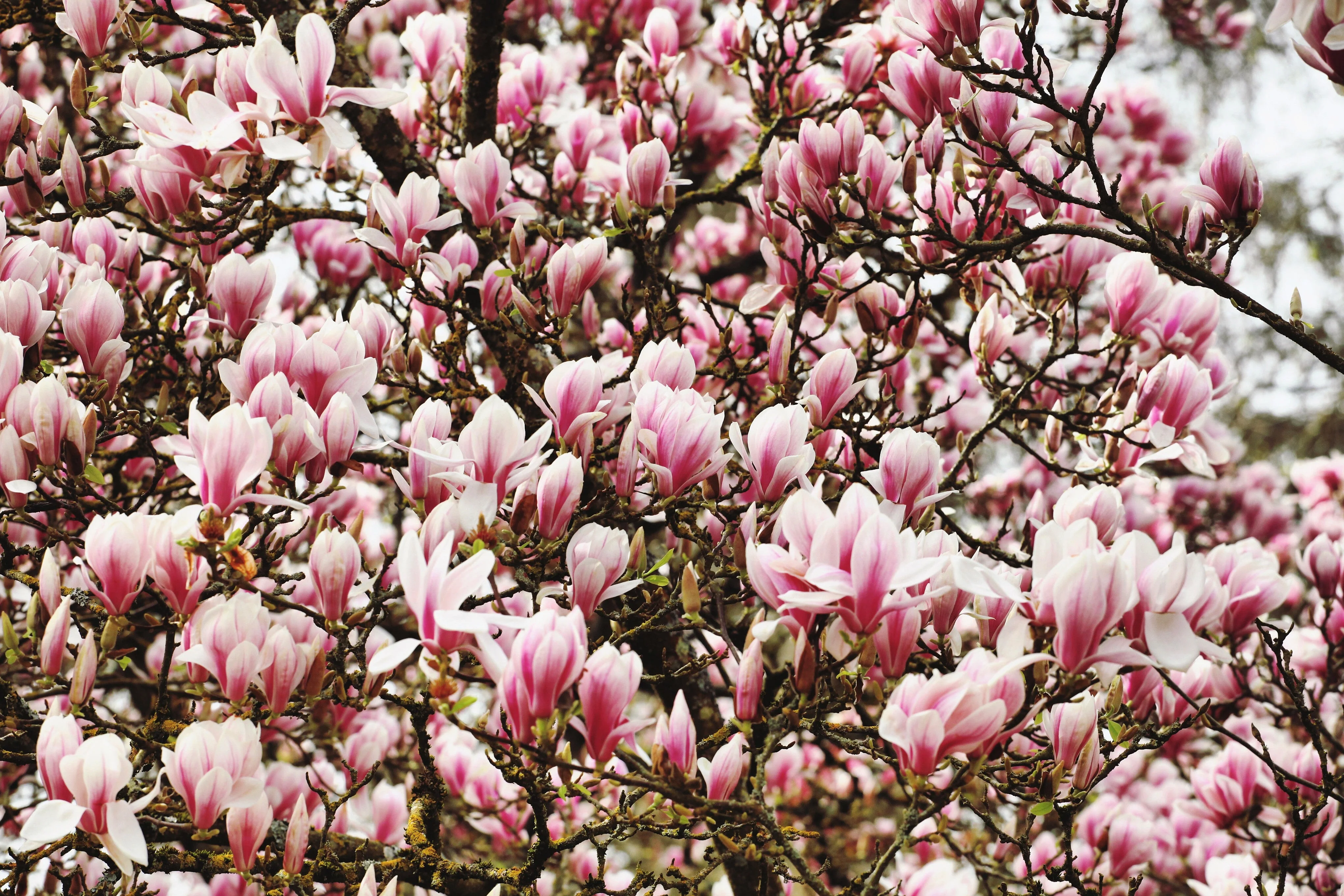 5 LILY MAGNOLIA Flower TREE Pink & Purple Fragrant Tulip Magnol Liliiflora Seeds - Image 9