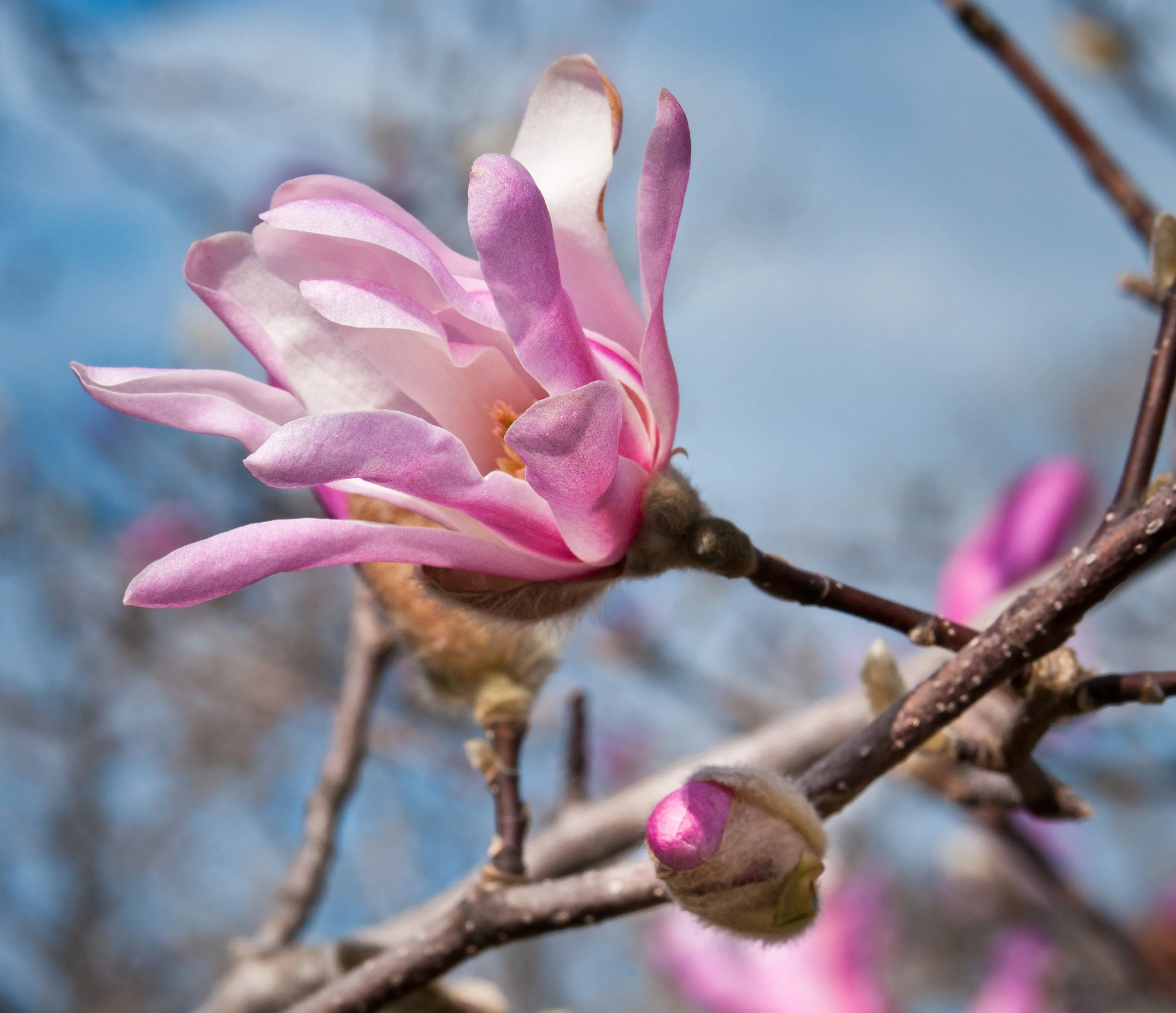 5 LOEBNER MAGNOLIA Loebneri TREE Shrub Seeds - Cross of M Stellata & Kobus - Fragrant Pink White Huge 3 - 5" Wide Flowers - Image 10