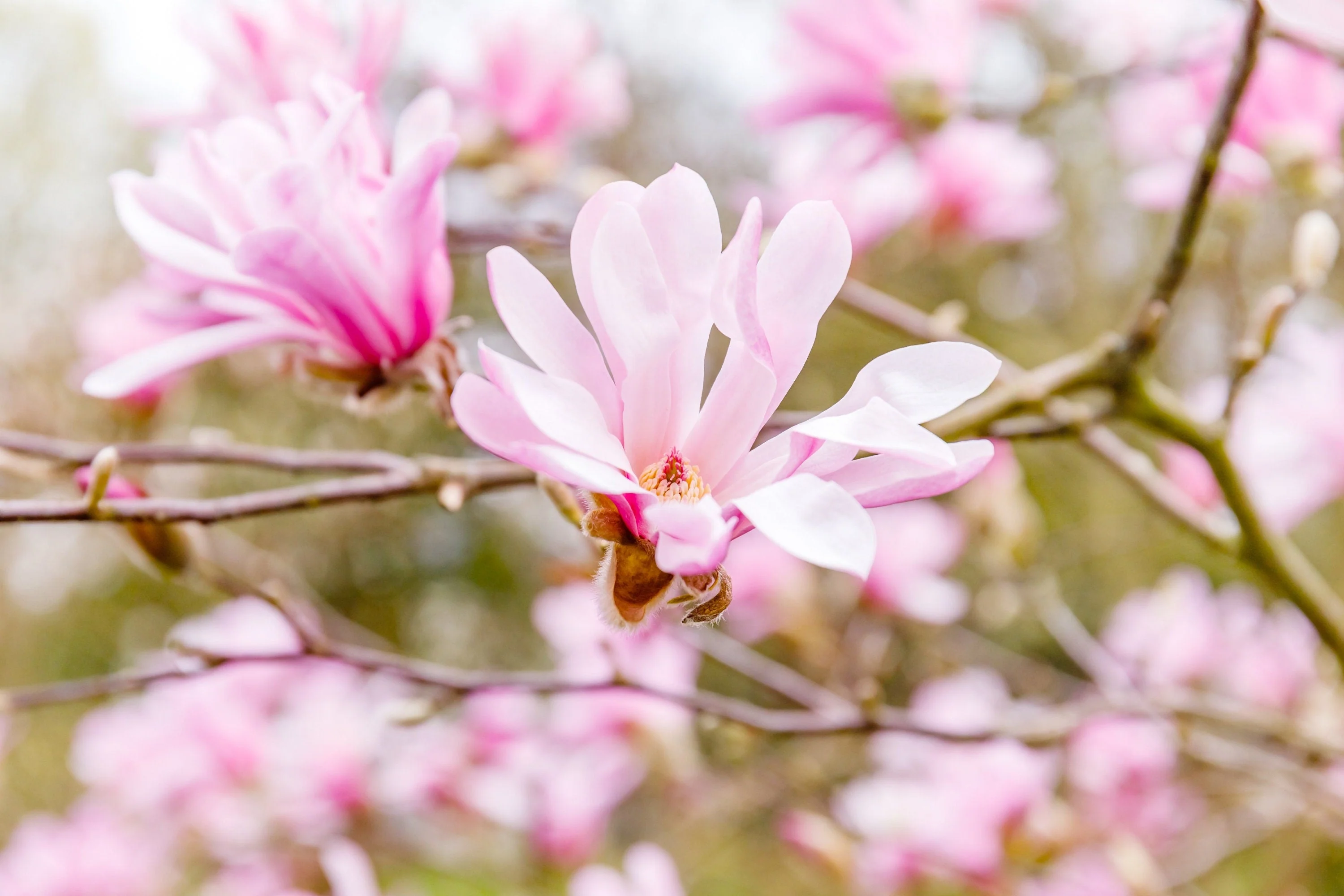 5 LOEBNER MAGNOLIA Loebneri TREE Shrub Seeds - Cross of M Stellata & Kobus - Fragrant Pink White Huge 3 - 5" Wide Flowers - Image 2