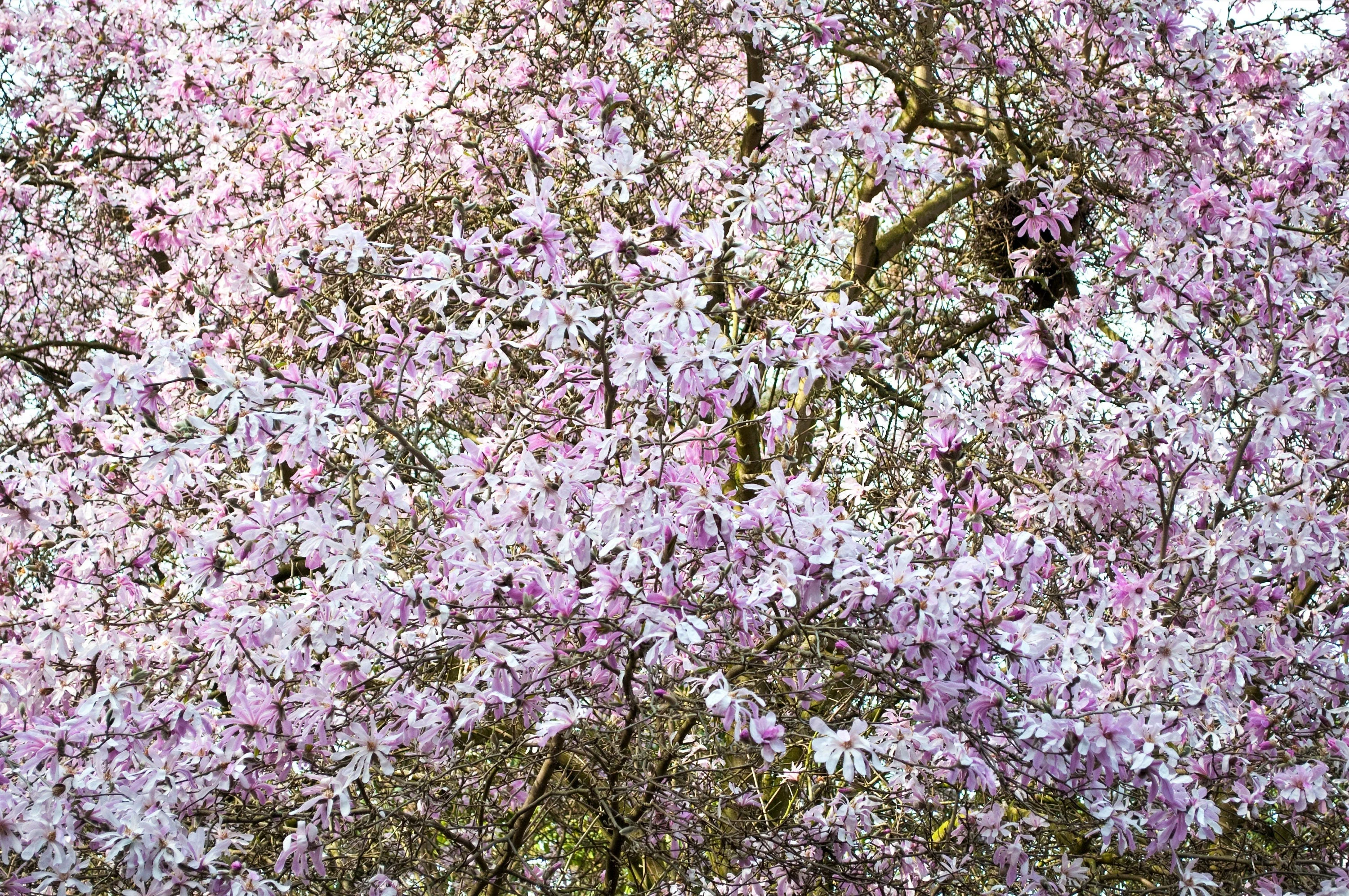 5 LOEBNER MAGNOLIA Loebneri TREE Shrub Seeds - Cross of M Stellata & Kobus - Fragrant Pink White Huge 3 - 5" Wide Flowers - Image 3