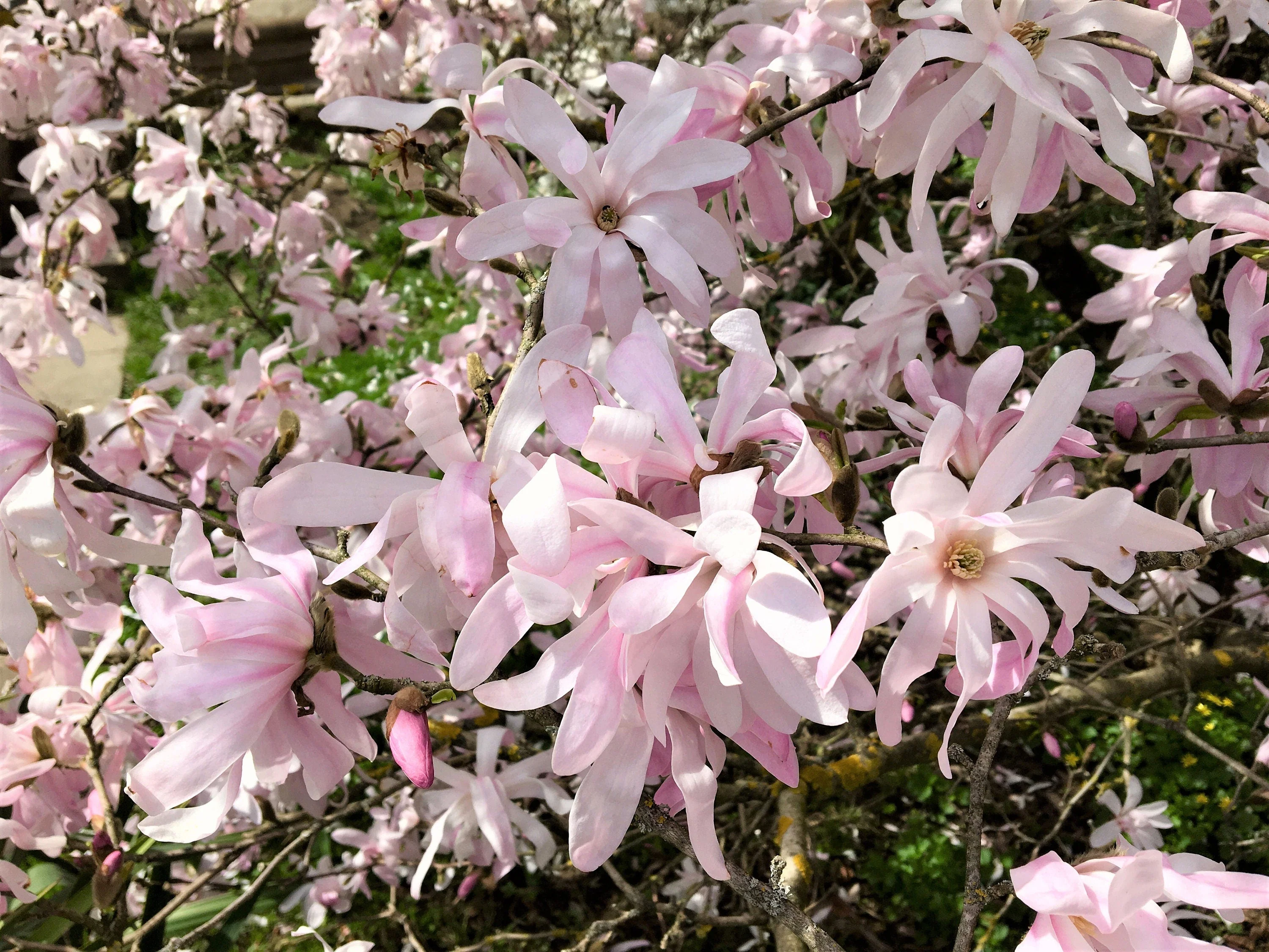5 LOEBNER MAGNOLIA Loebneri TREE Shrub Seeds - Cross of M Stellata & Kobus - Fragrant Pink White Huge 3 - 5" Wide Flowers - Image 4