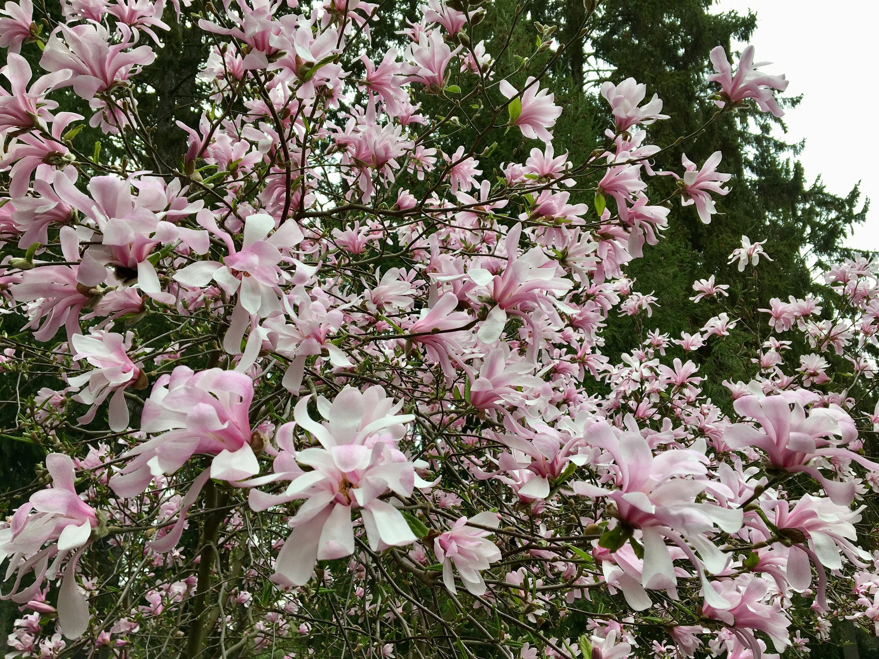 5 LOEBNER MAGNOLIA Loebneri TREE Shrub Seeds - Cross of M Stellata & Kobus - Fragrant Pink White Huge 3 - 5" Wide Flowers - Image 5