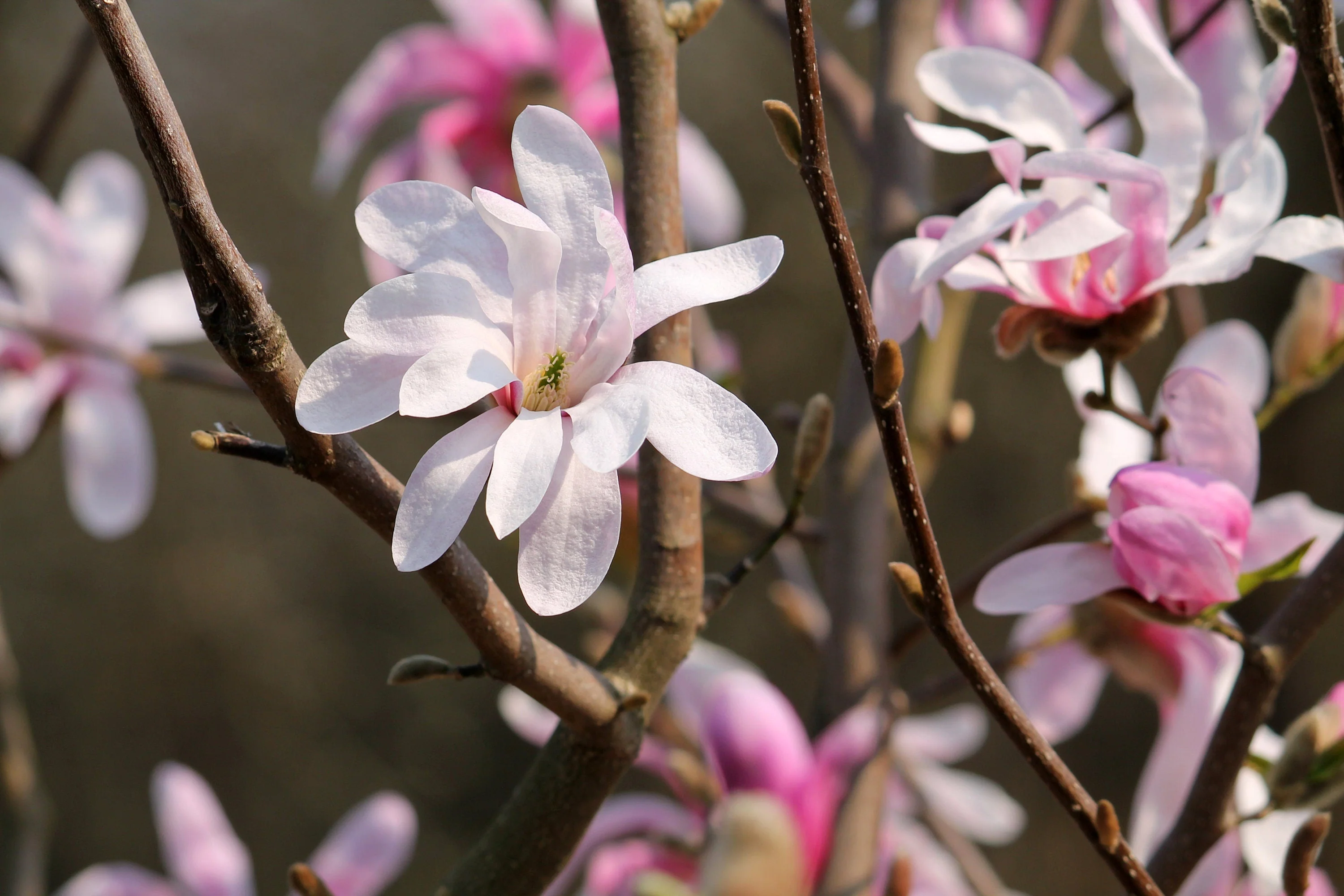 5 LOEBNER MAGNOLIA Loebneri TREE Shrub Seeds - Cross of M Stellata & Kobus - Fragrant Pink White Huge 3 - 5" Wide Flowers - Image 6