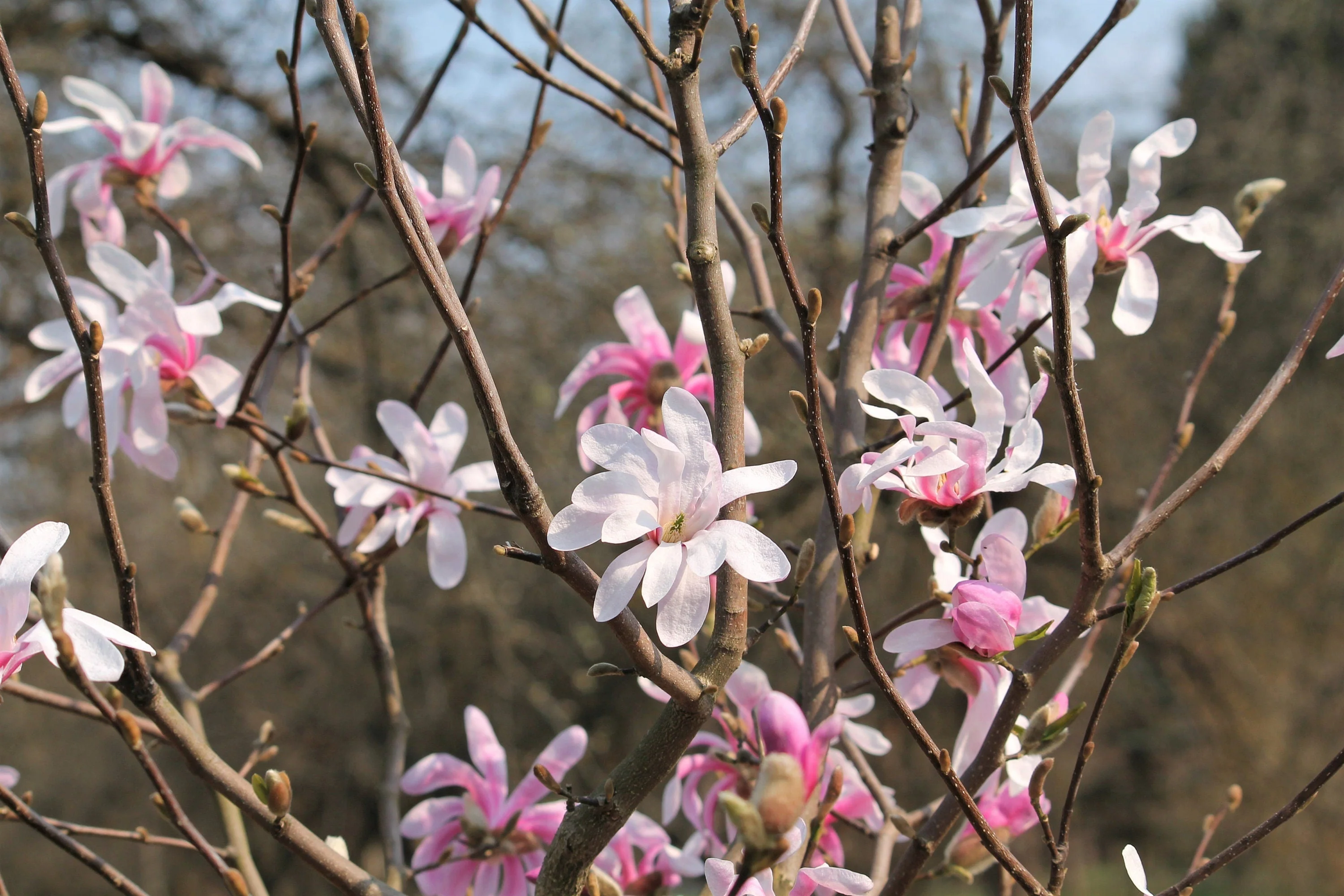 5 LOEBNER MAGNOLIA Loebneri TREE Shrub Seeds - Cross of M Stellata & Kobus - Fragrant Pink White Huge 3 - 5" Wide Flowers - Image 7
