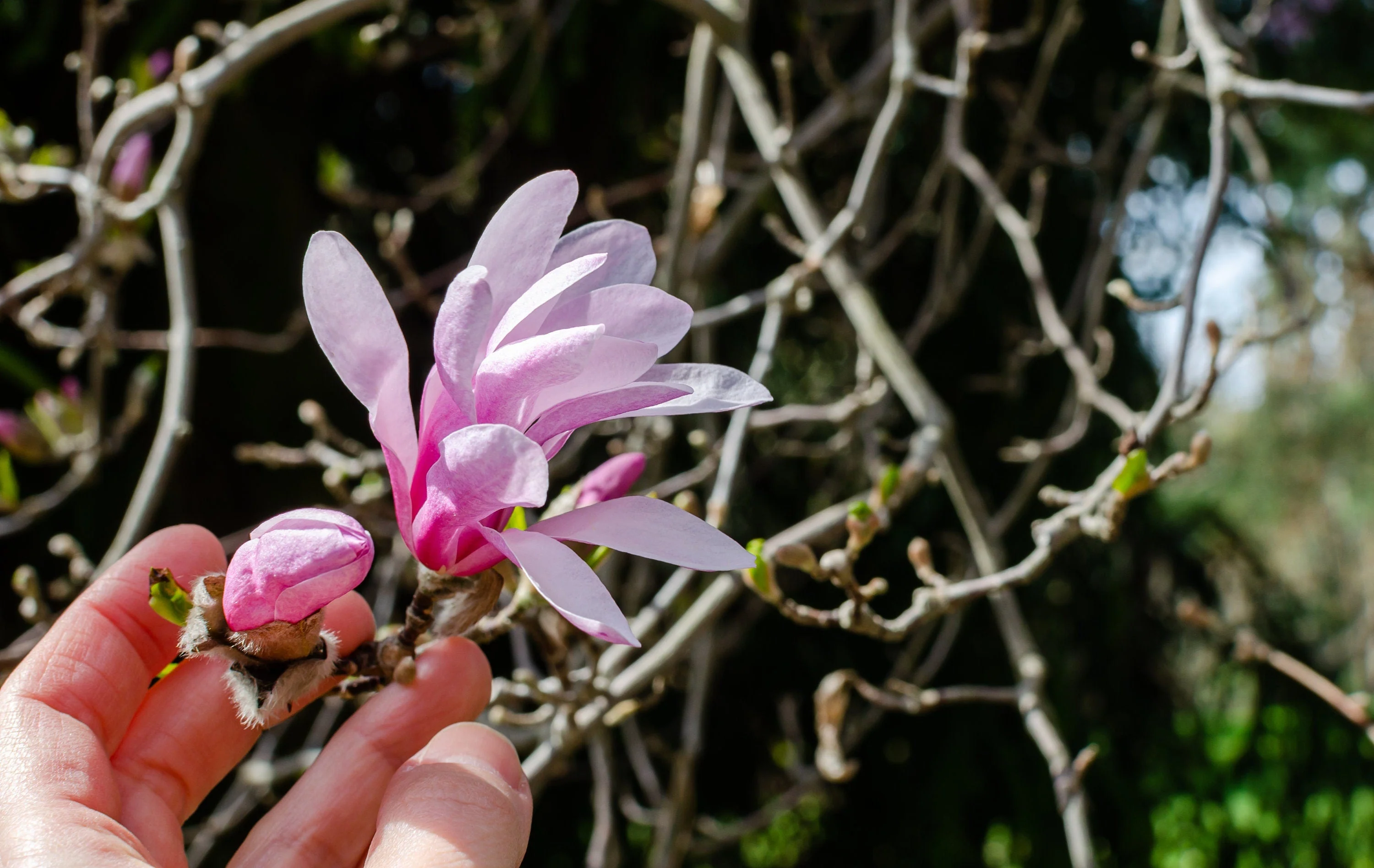 5 LOEBNER MAGNOLIA Loebneri TREE Shrub Seeds - Cross of M Stellata & Kobus - Fragrant Pink White Huge 3 - 5" Wide Flowers - Image 8