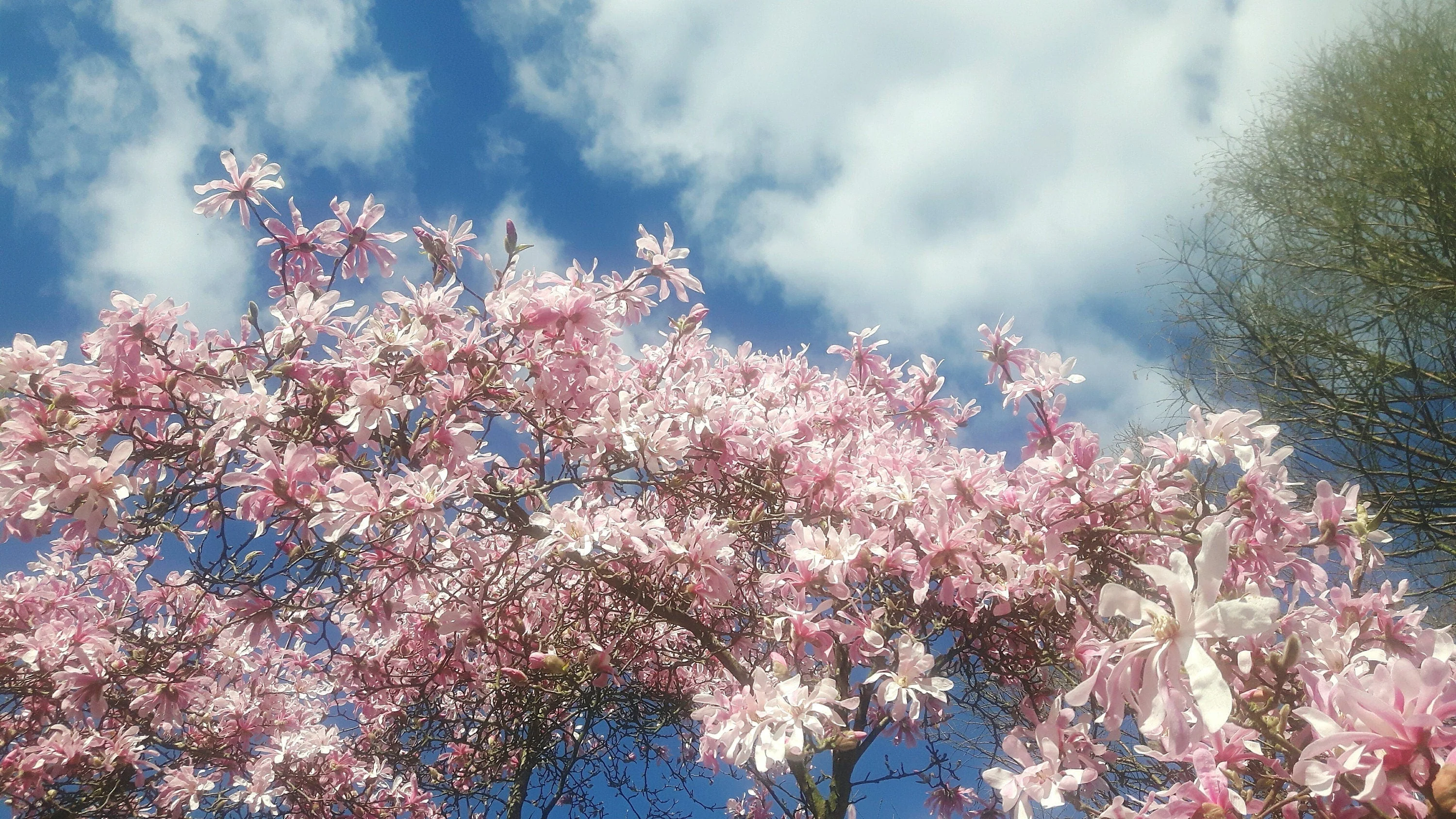 5 LOEBNER MAGNOLIA Loebneri TREE Shrub Seeds - Cross of M Stellata & Kobus - Fragrant Pink White Huge 3 - 5" Wide Flowers - Image 9
