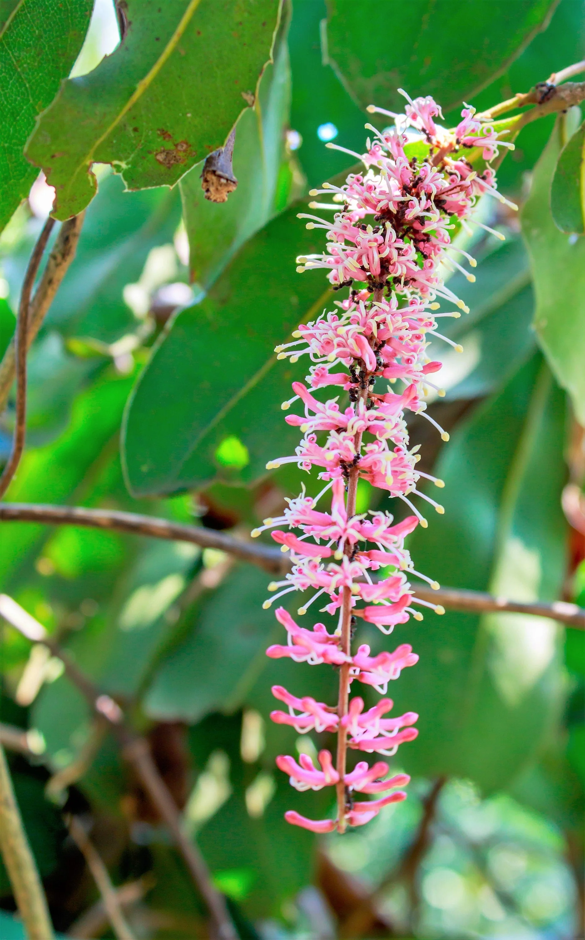 5 MACADAMIA NUT Tree Macadamia Integrifolia Brown Shell Beige Nut Fruit White & Pink Flower Seeds - Image 10