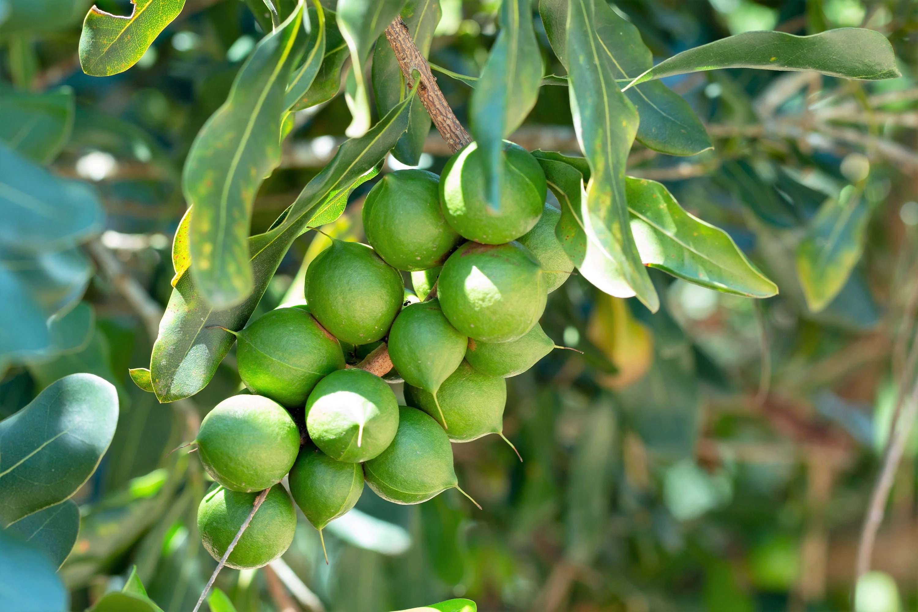 5 MACADAMIA NUT Tree Macadamia Integrifolia Brown Shell Beige Nut Fruit White & Pink Flower Seeds - Image 2