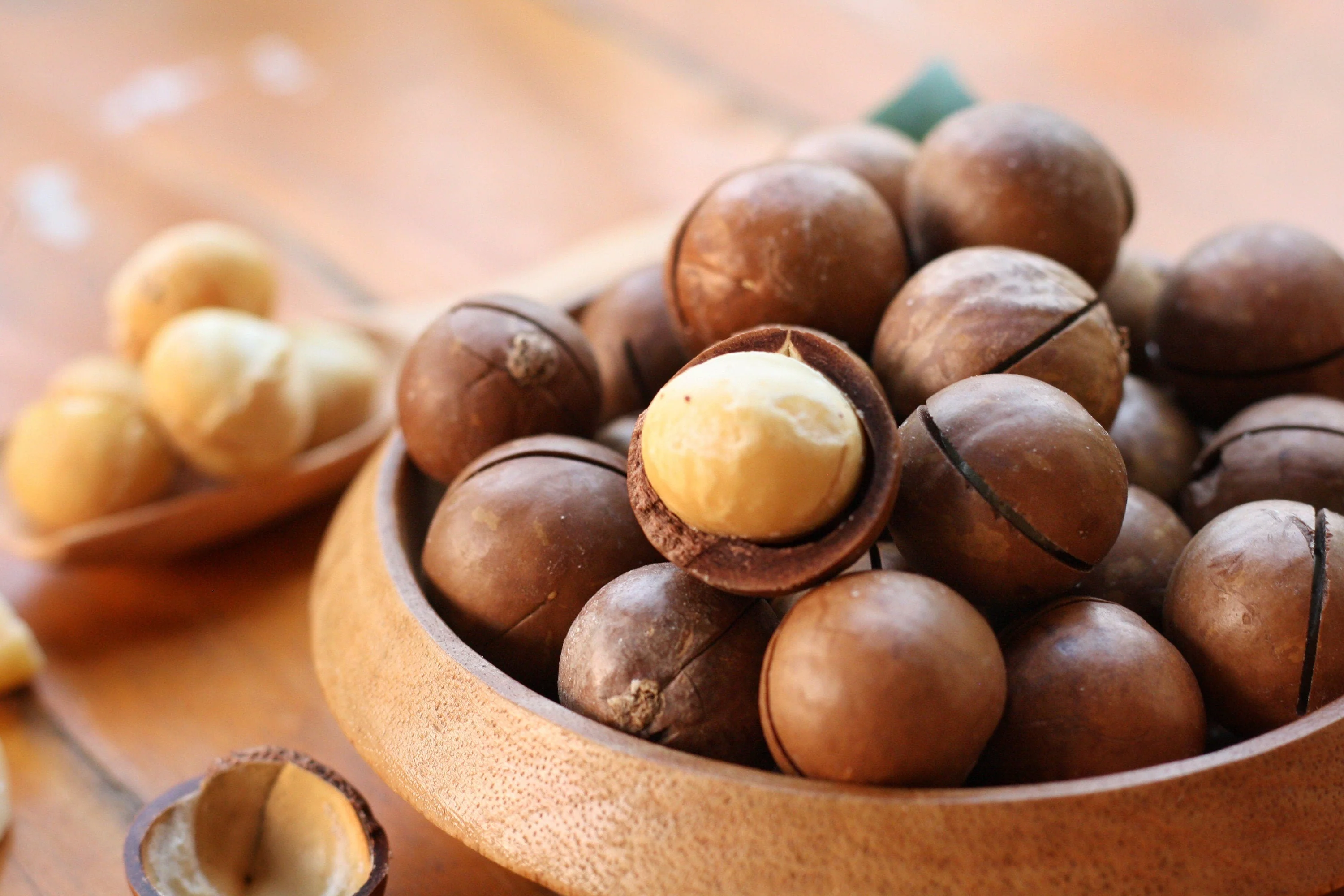 5 MACADAMIA NUT Tree Macadamia Integrifolia Brown Shell Beige Nut Fruit White & Pink Flower Seeds - Image 4