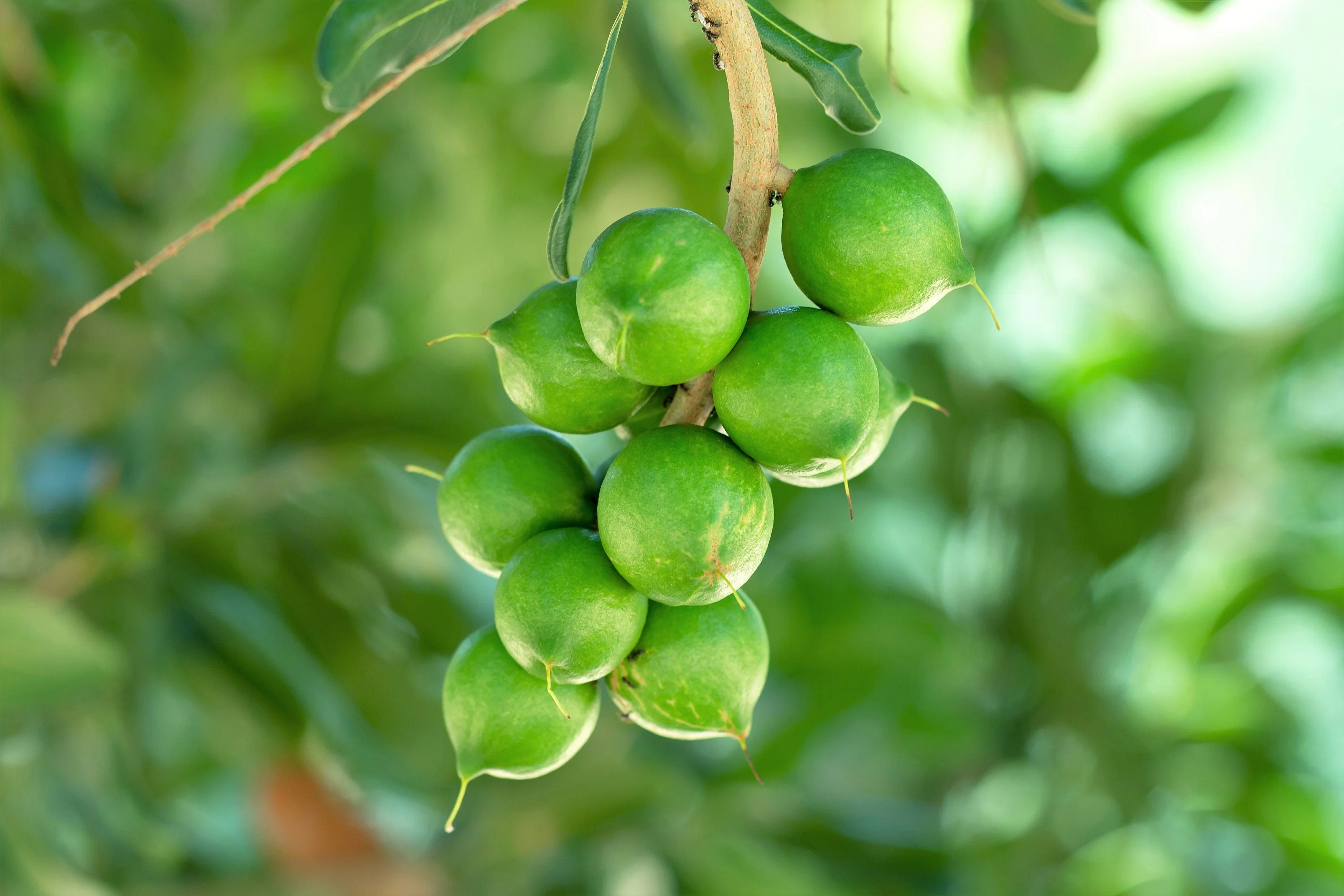5 MACADAMIA NUT Tree Macadamia Integrifolia Brown Shell Beige Nut Fruit White & Pink Flower Seeds - Image 5