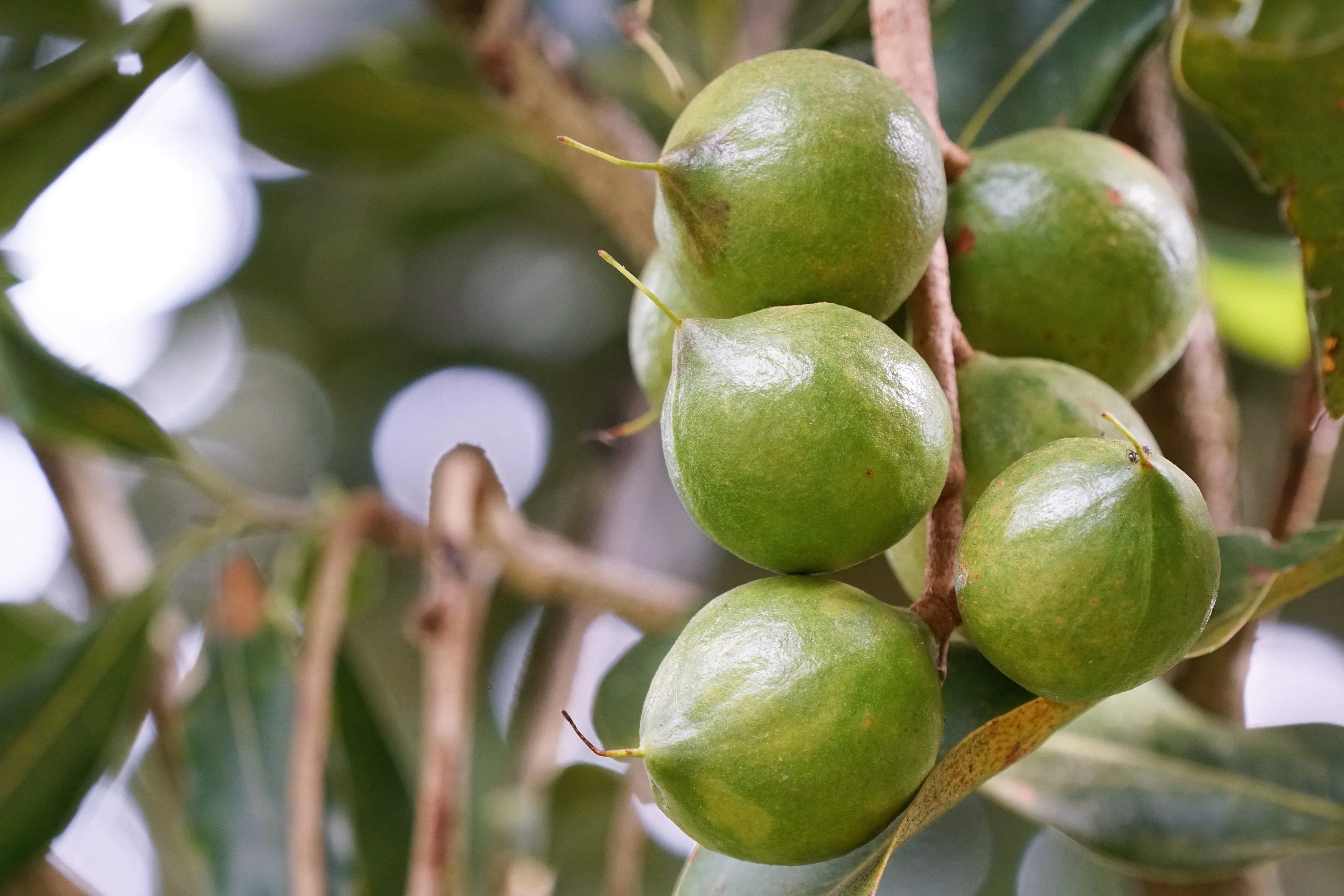 5 MACADAMIA NUT Tree Macadamia Integrifolia Brown Shell Beige Nut Fruit White & Pink Flower Seeds - Image 6