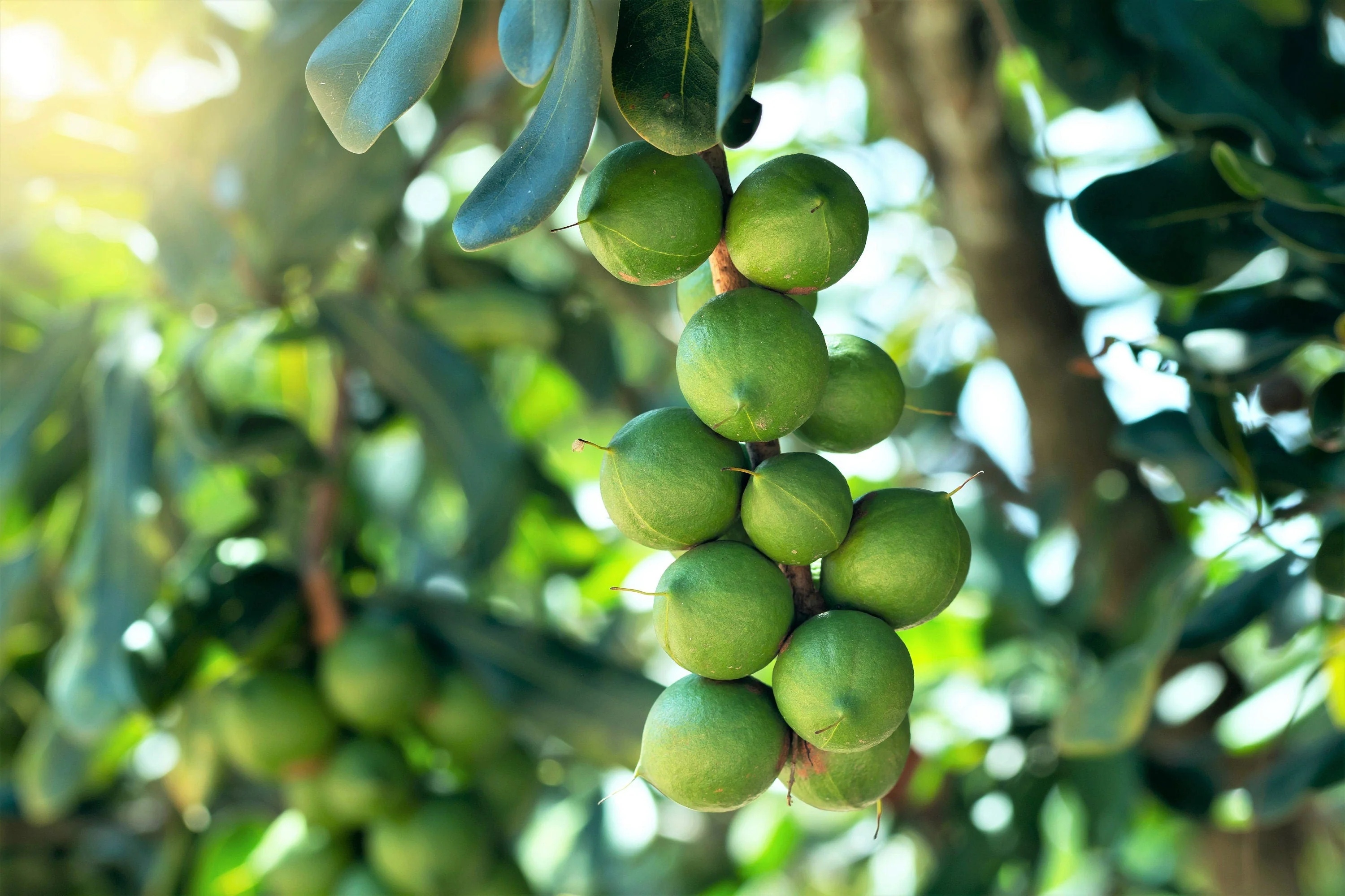 5 MACADAMIA NUT Tree Macadamia Integrifolia Brown Shell Beige Nut Fruit White & Pink Flower Seeds - Image 8