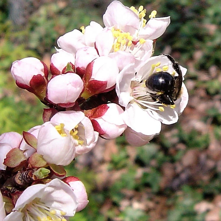 5 MANCHURIAN APRICOT Fruit Tree Flowering Prunus Mandshurica Seeds - Image 10