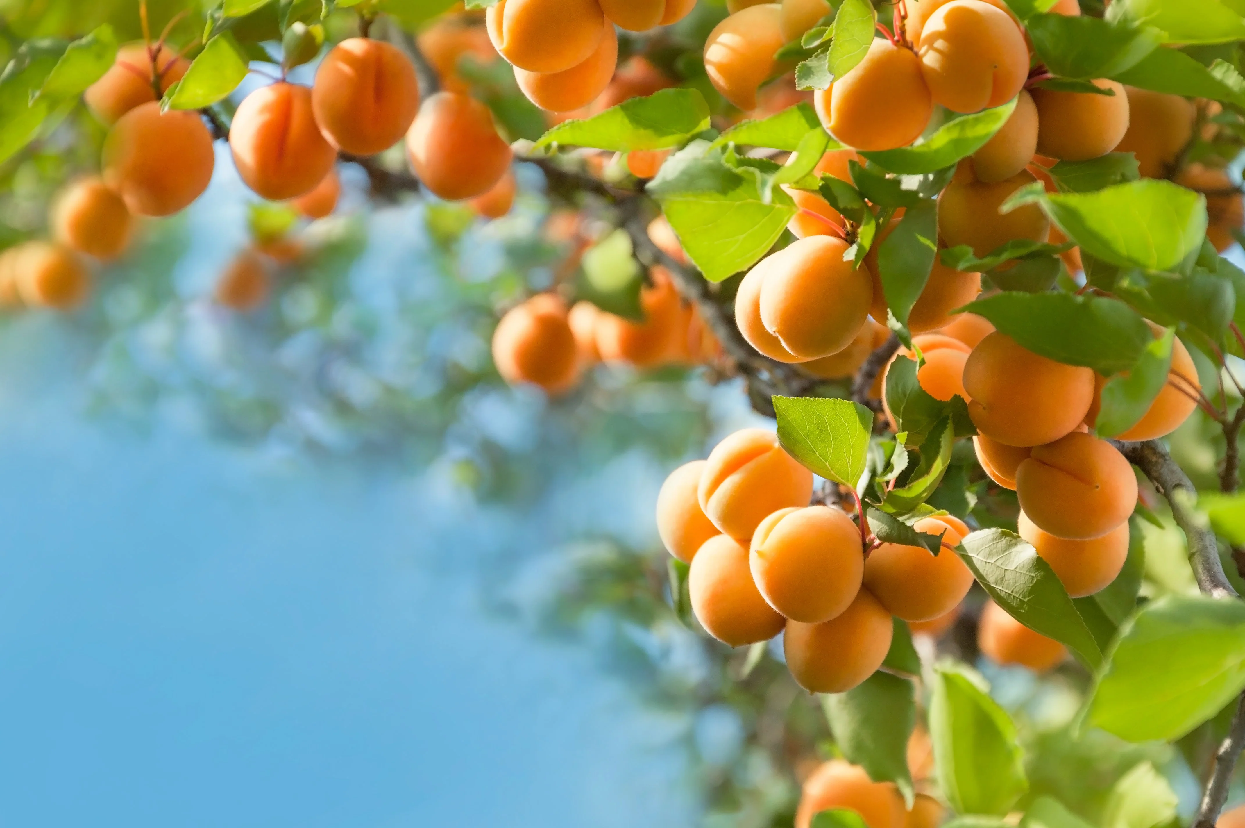 5 MANCHURIAN APRICOT Fruit Tree Flowering Prunus Mandshurica Seeds - Image 2