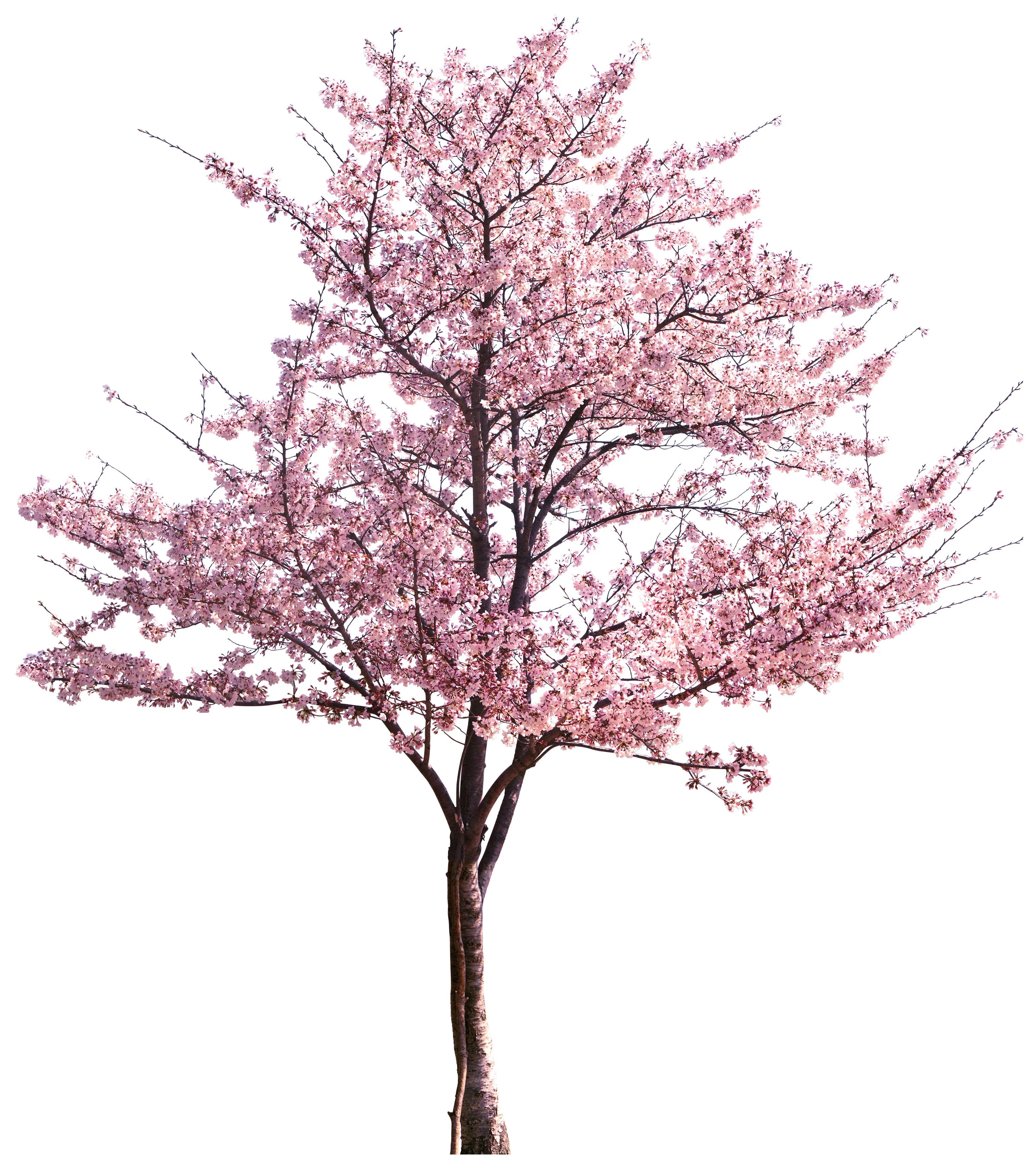 5 MANCHURIAN APRICOT Fruit Tree Flowering Prunus Mandshurica Seeds - Image 3