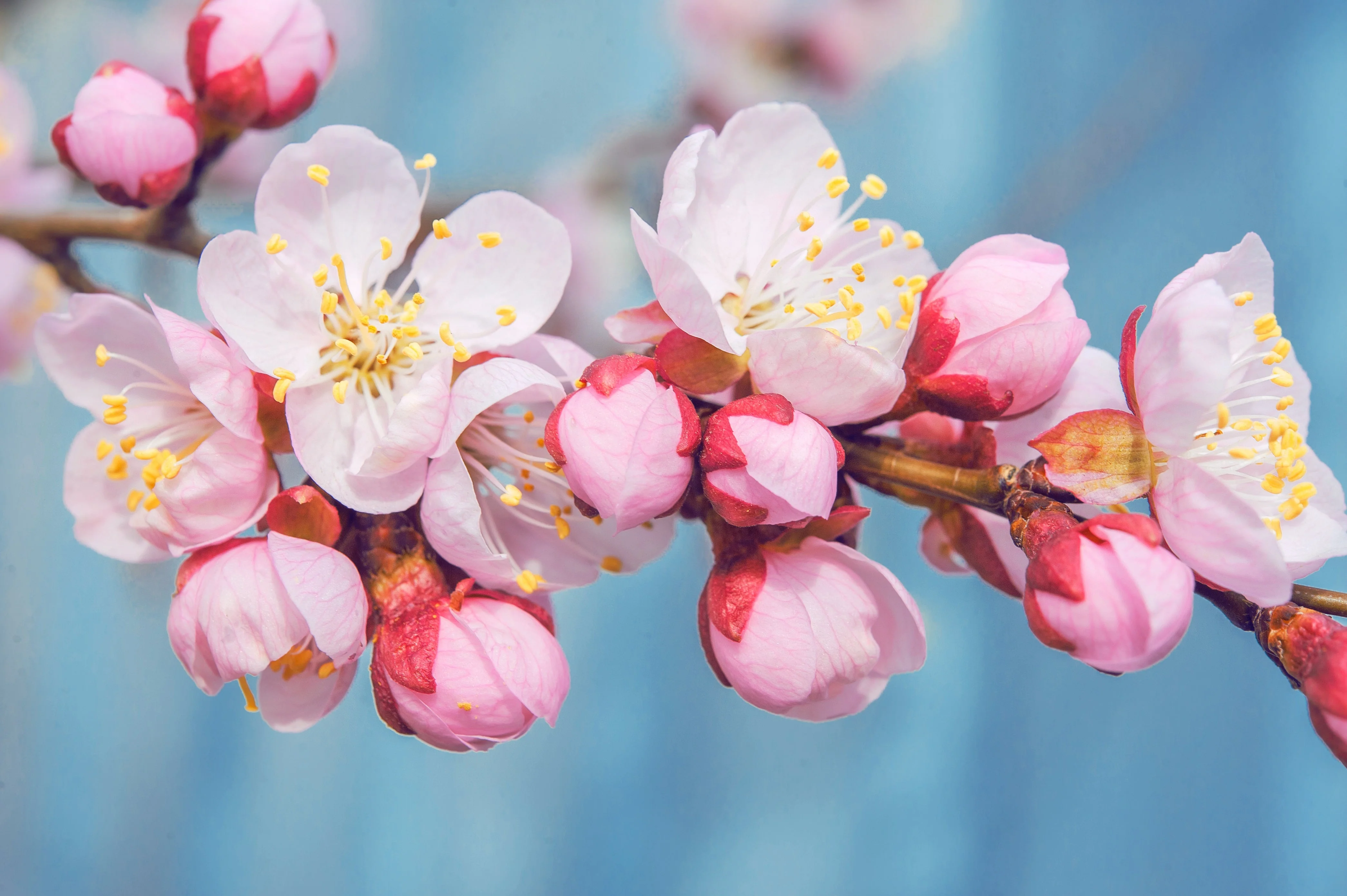 5 MANCHURIAN APRICOT Fruit Tree Flowering Prunus Mandshurica Seeds - Image 4
