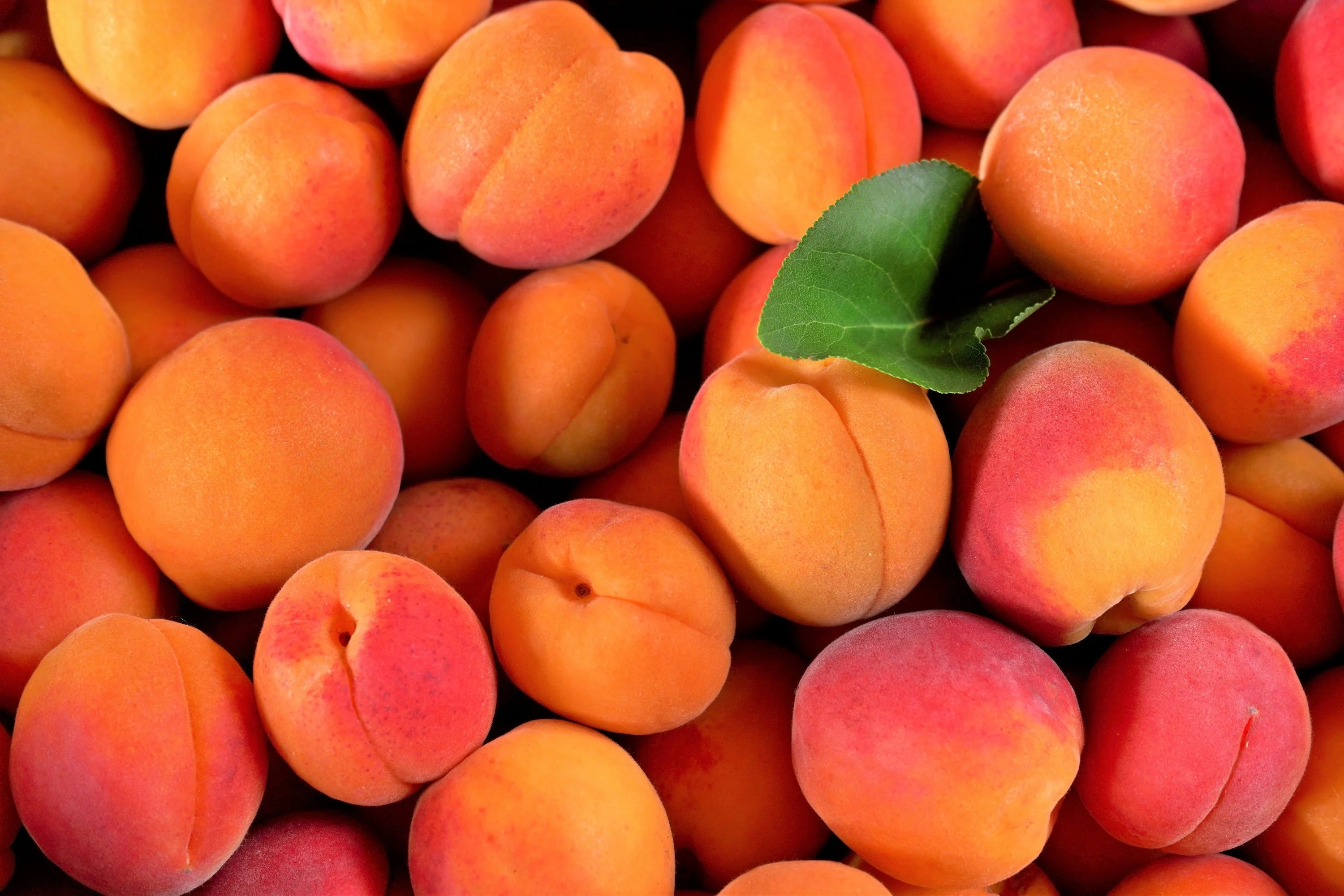 5 MANCHURIAN APRICOT Fruit Tree Flowering Prunus Mandshurica Seeds - Image 5