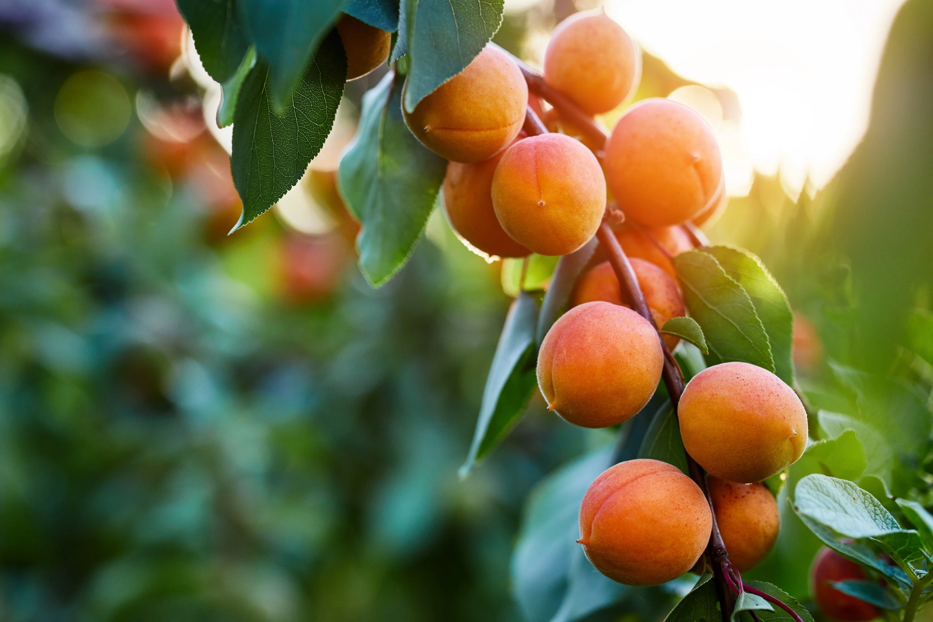 5 MANCHURIAN APRICOT Fruit Tree Flowering Prunus Mandshurica Seeds - Image 6