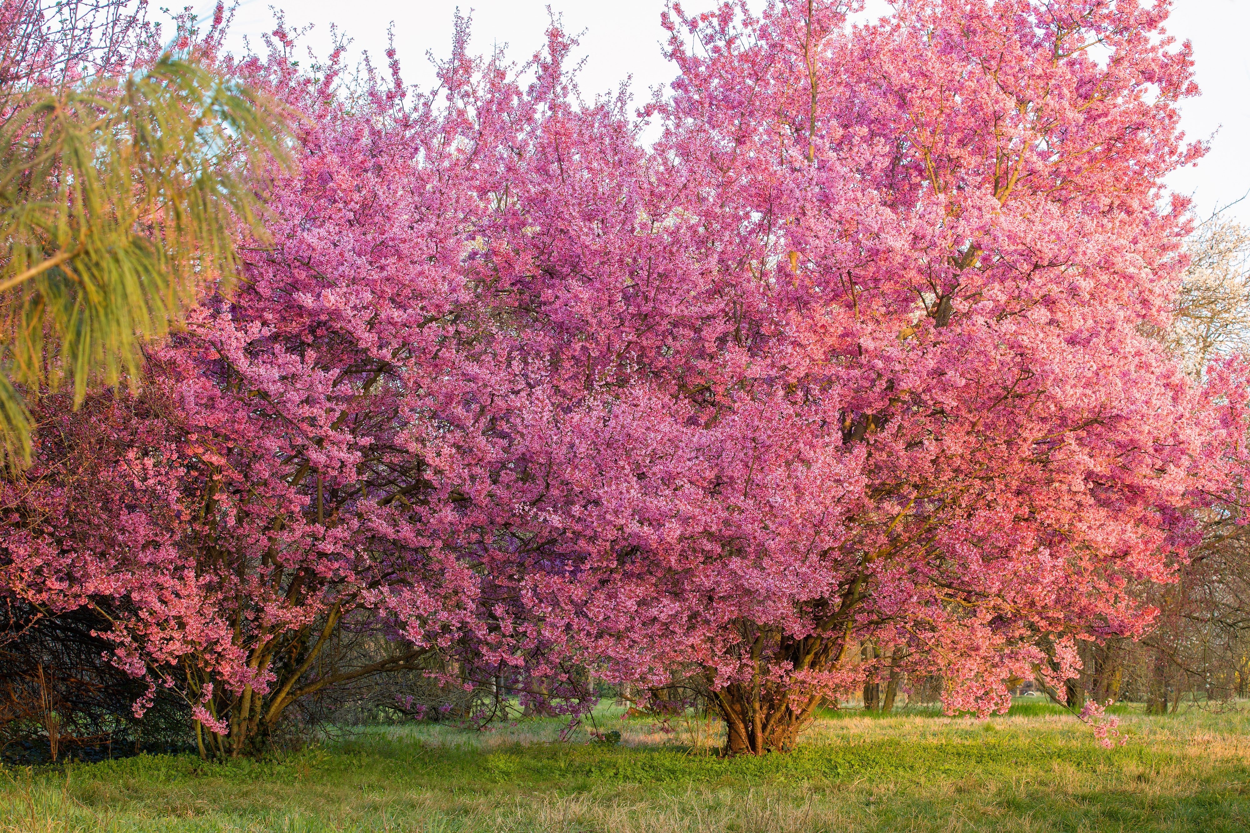 5 MANCHURIAN APRICOT Fruit Tree Flowering Prunus Mandshurica Seeds - Image 8
