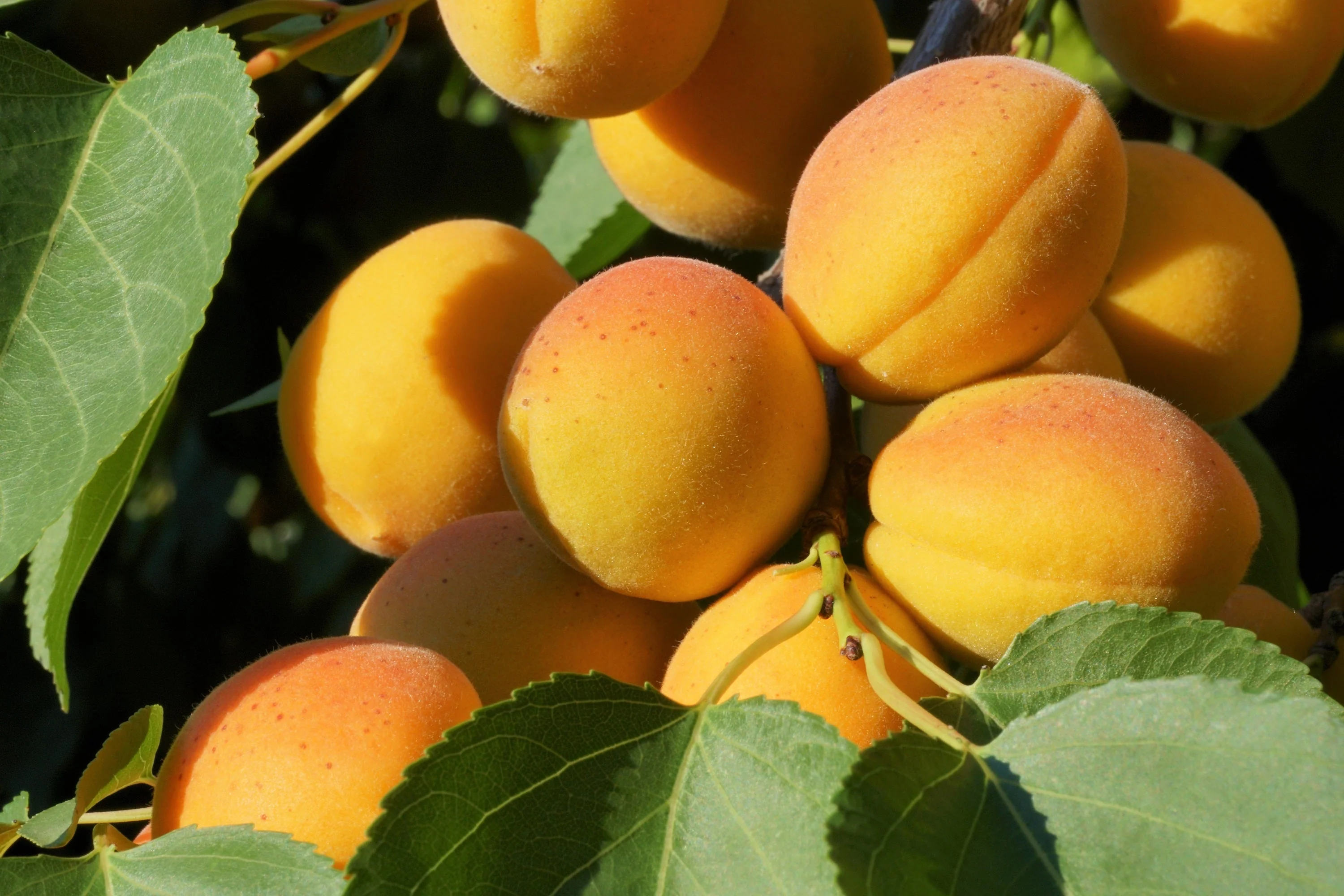5 MANCHURIAN APRICOT Fruit Tree Flowering Prunus Mandshurica Seeds - Image 9