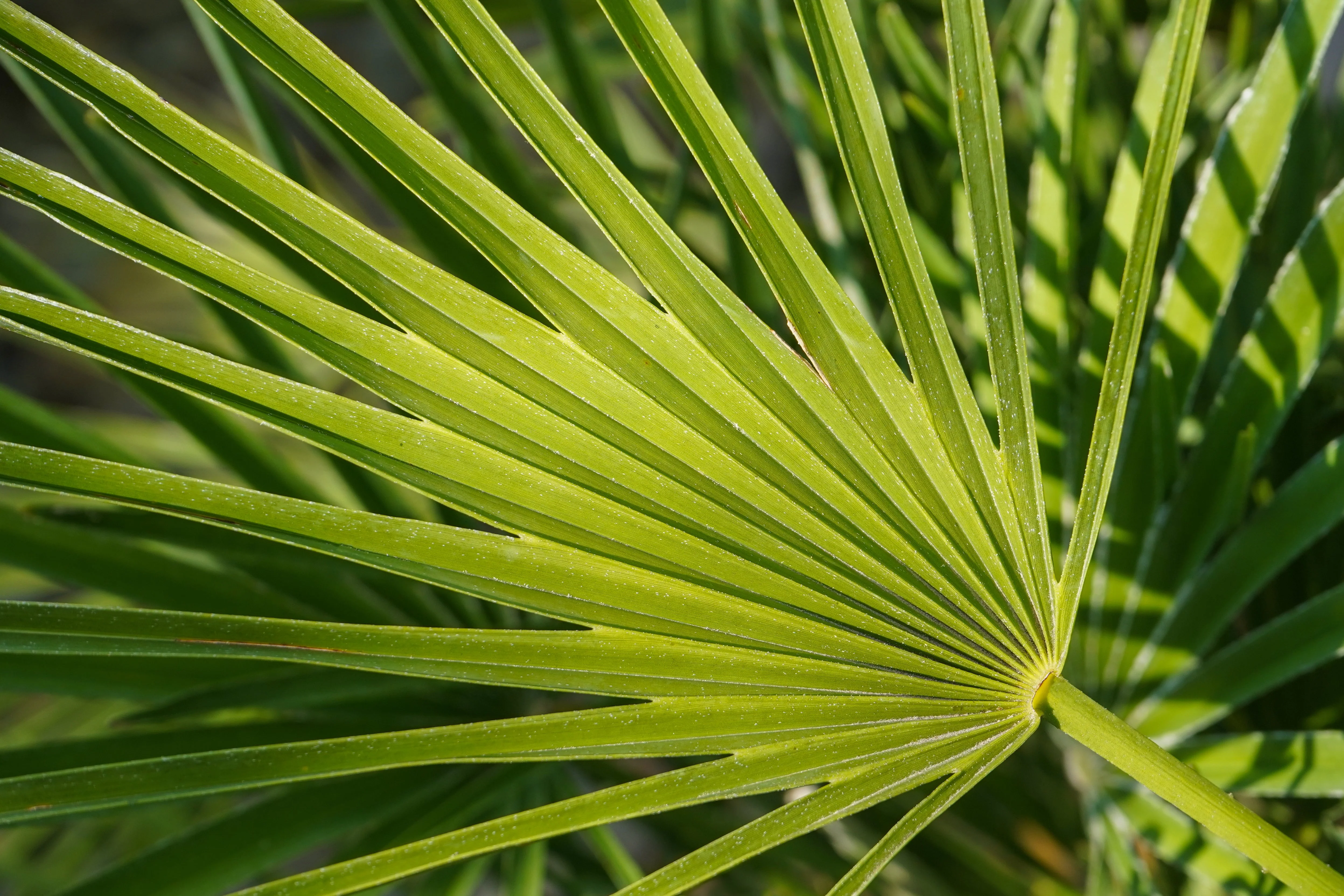 5 MEDITERRANEAN FAN PALM European Dwarf Tree Shrub Chamaerops Humilis Seeds - Image 10